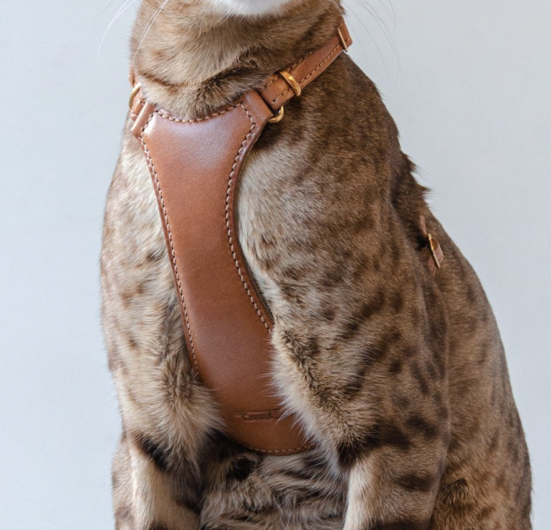 Cat Harness