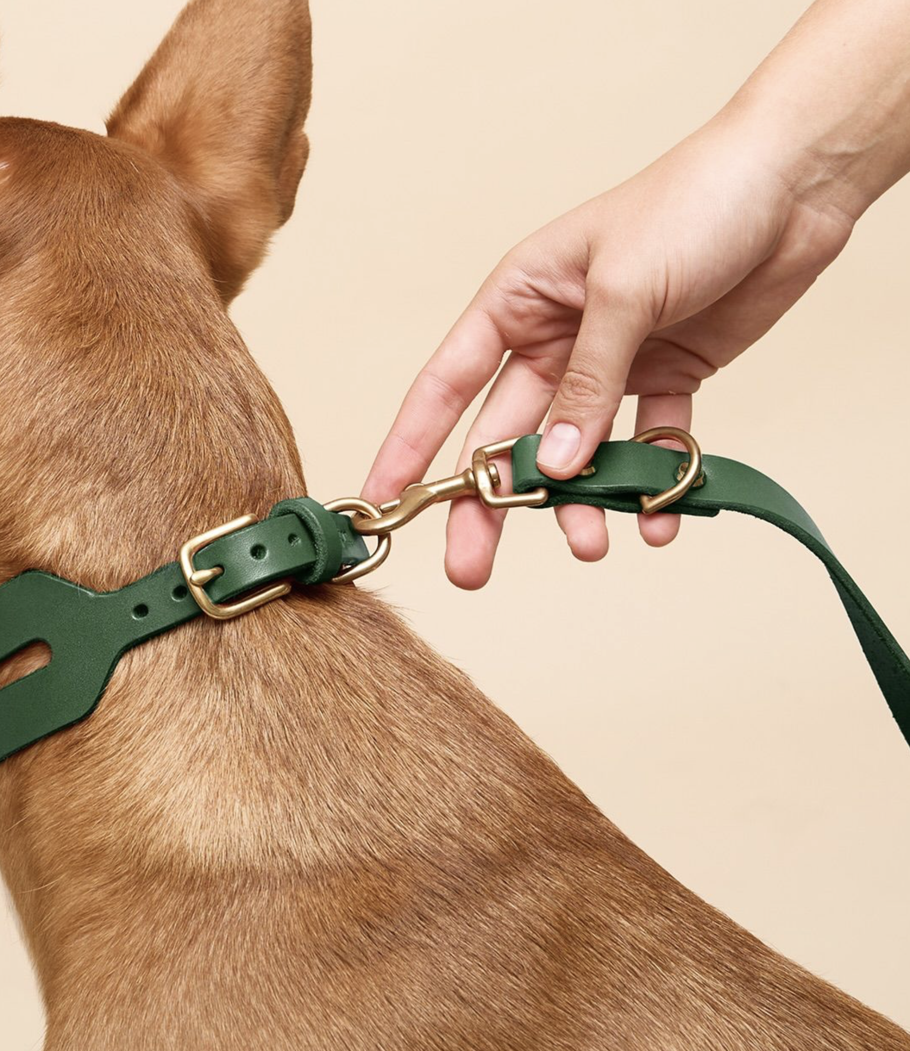 Collar and Leash