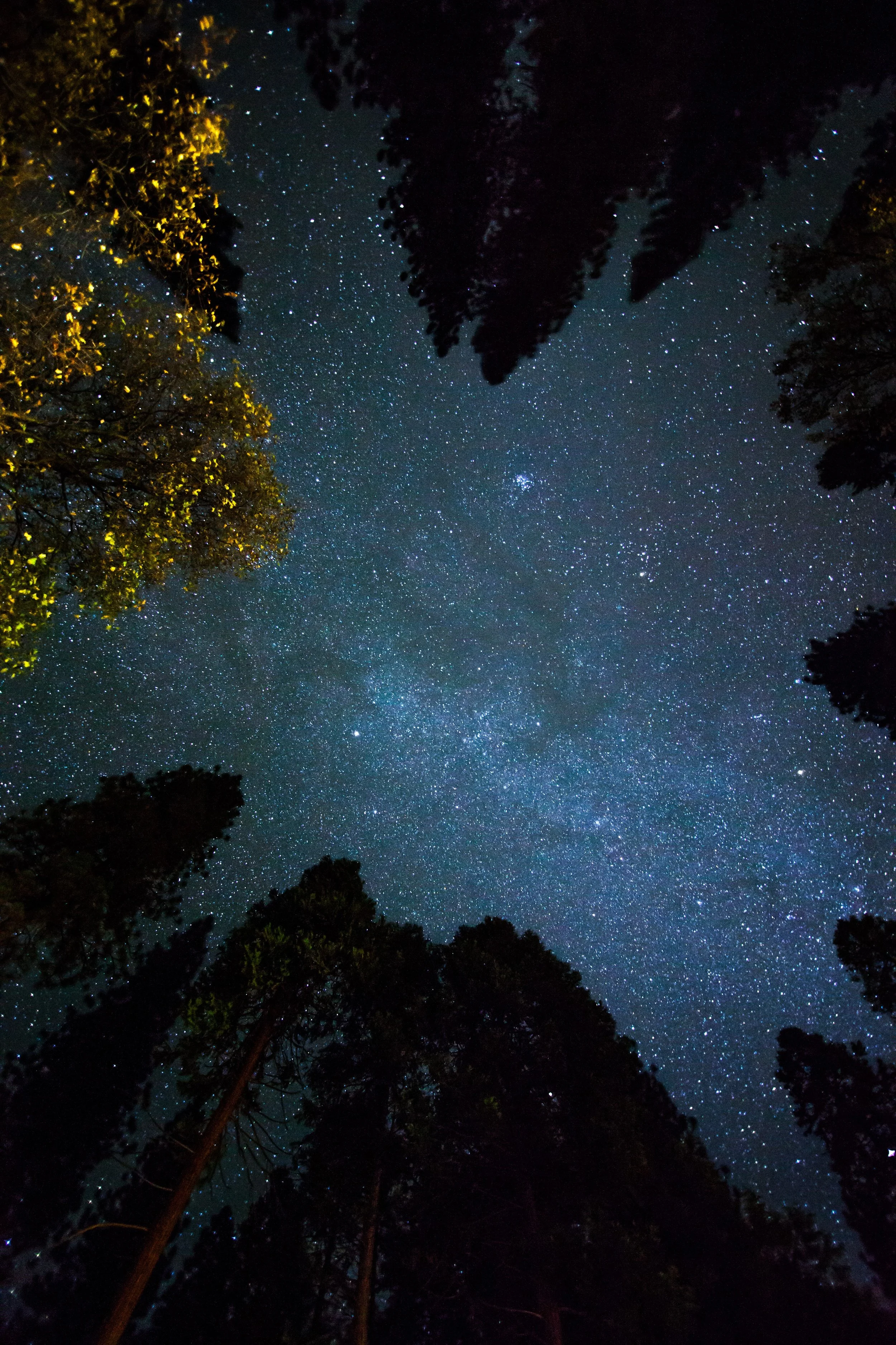 Night sky filled with stars and the Milky Way, viewed through tall trees with dark silhouettes against the sky.