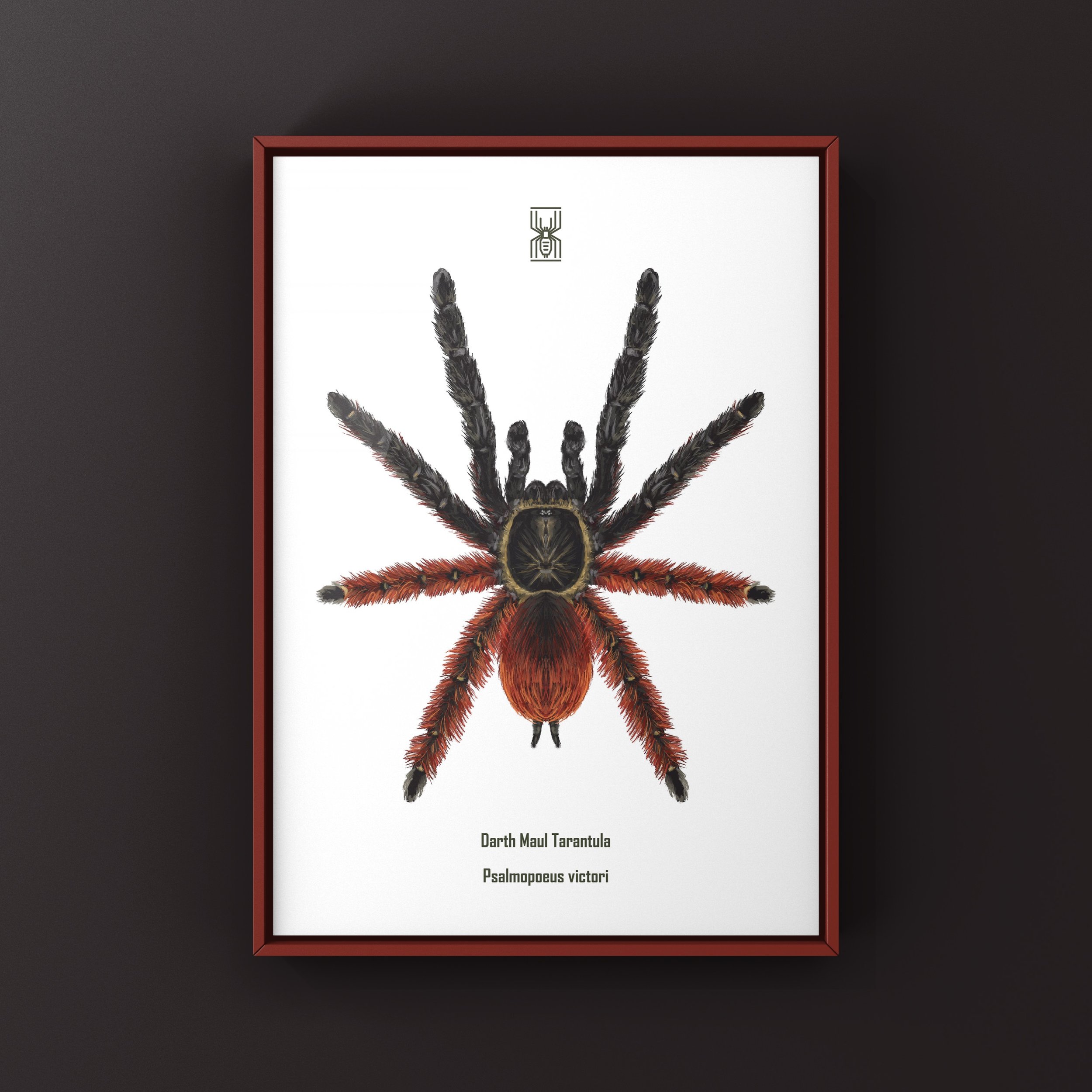 The_Silk_Ranch_darth_maul_tarantula_psalmopoeus_victori_1.JPG