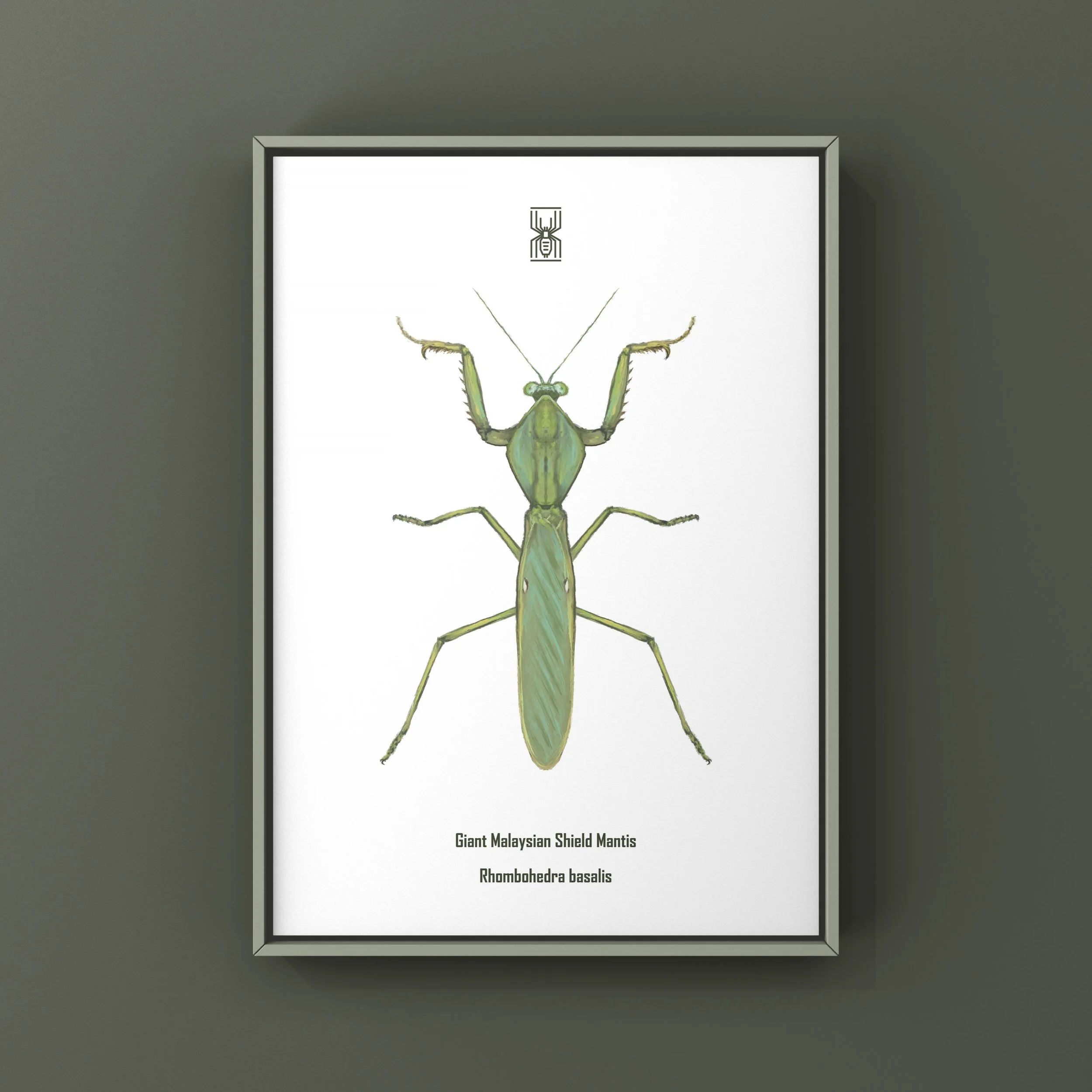 The_Silk_Ranch_giant_malaysian_shield_mantis_rhombodera_basalis (6).JPG
