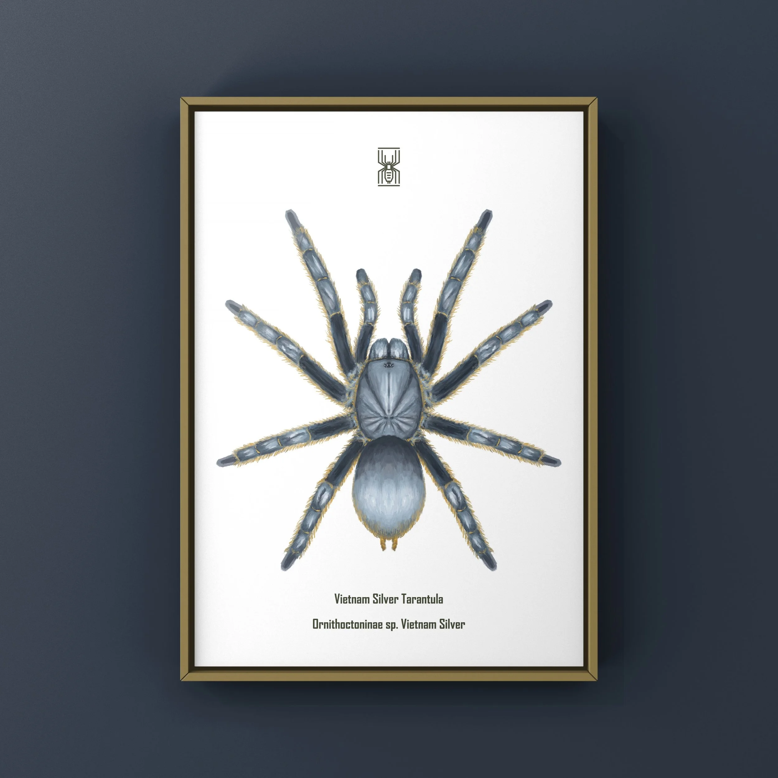 The_Silk_Ranch_vietnam_silver_tarantula_ornithoctoninae_vietnam_silver (2).JPG