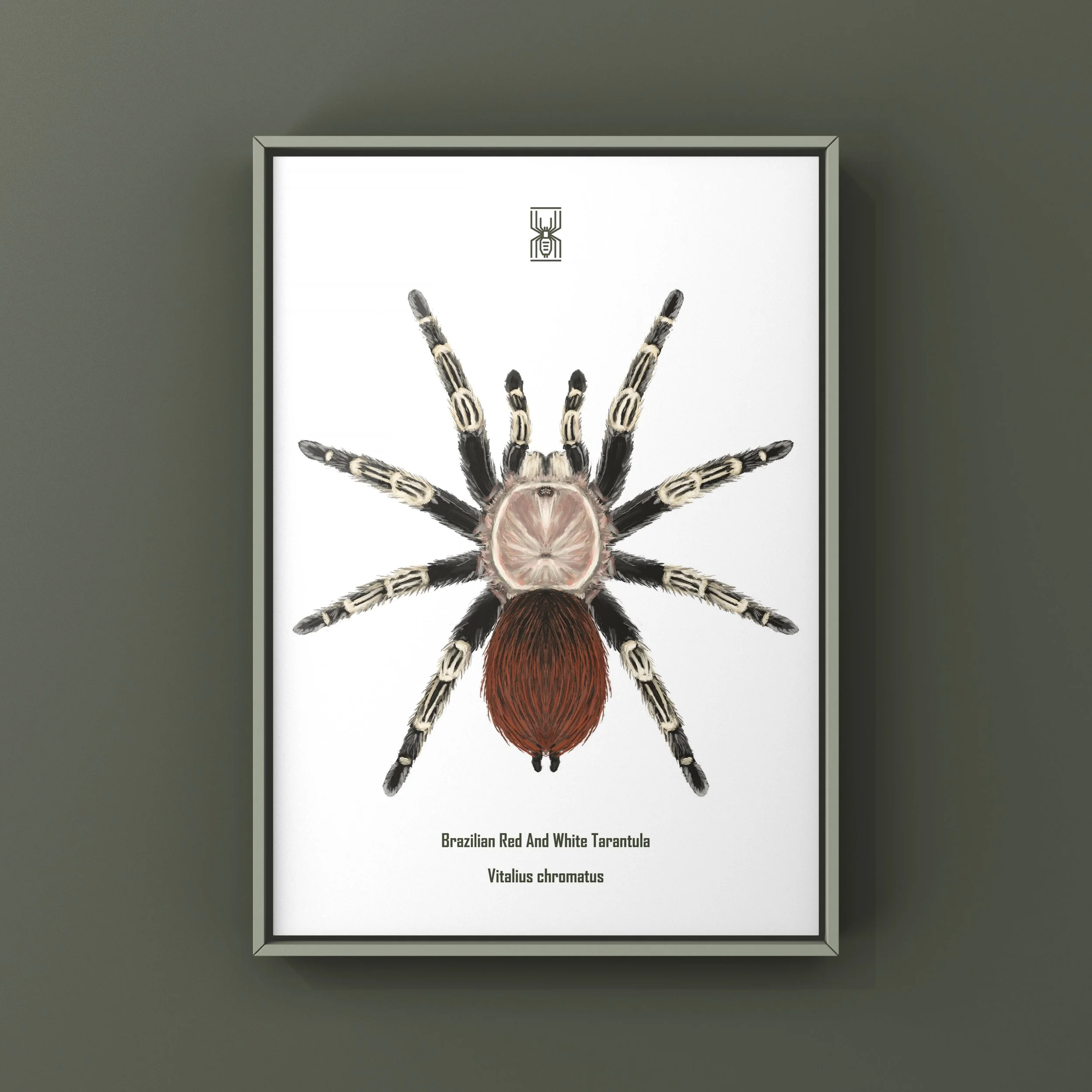 The_Silk_Ranch_brazilian_red_and_black_tarantula_vitalius_chromatus_1.JPG