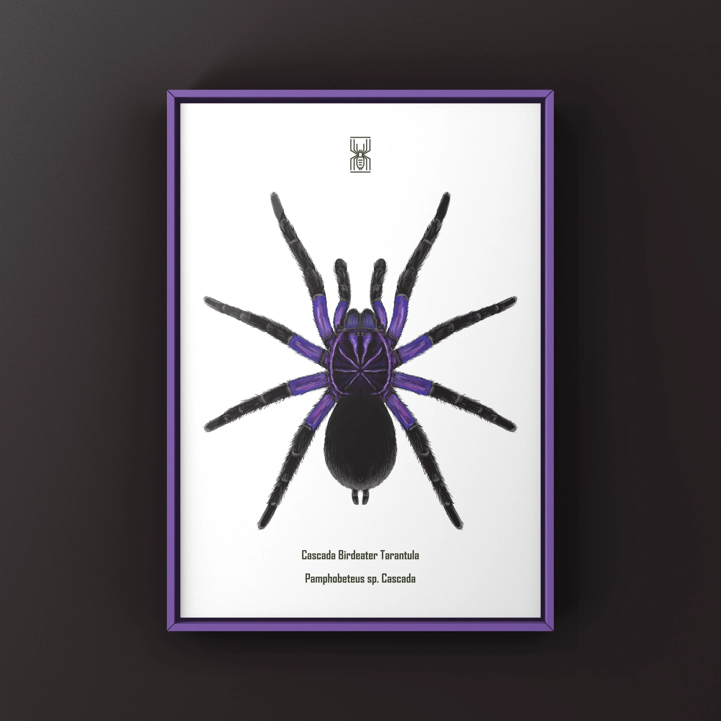 The_Silk_Ranch_cascada_birdeater_tarantula_pamphobeteus_cascada (6).JPG