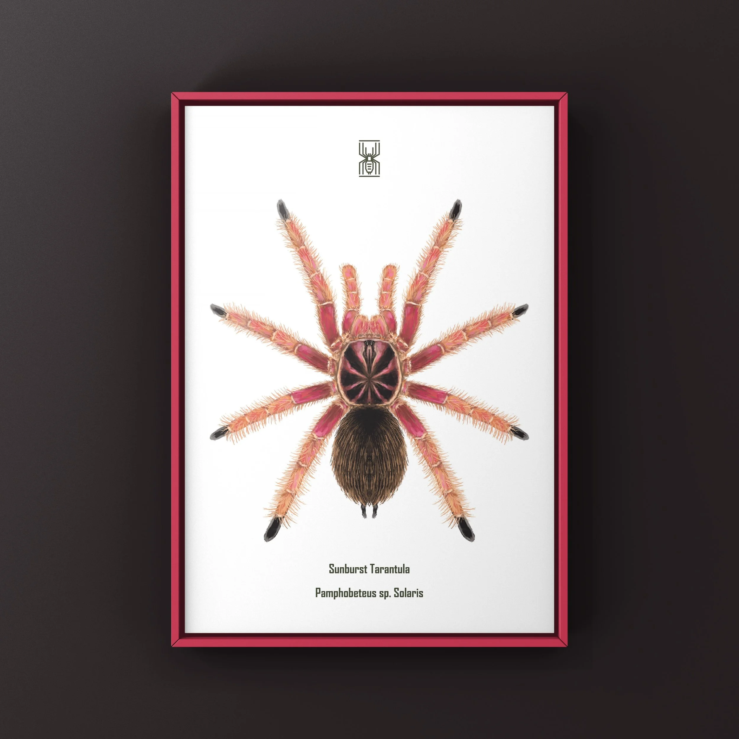 The_Silk_Ranch_sunburst_tarantula_pamphobeteus_solaris (6).JPG