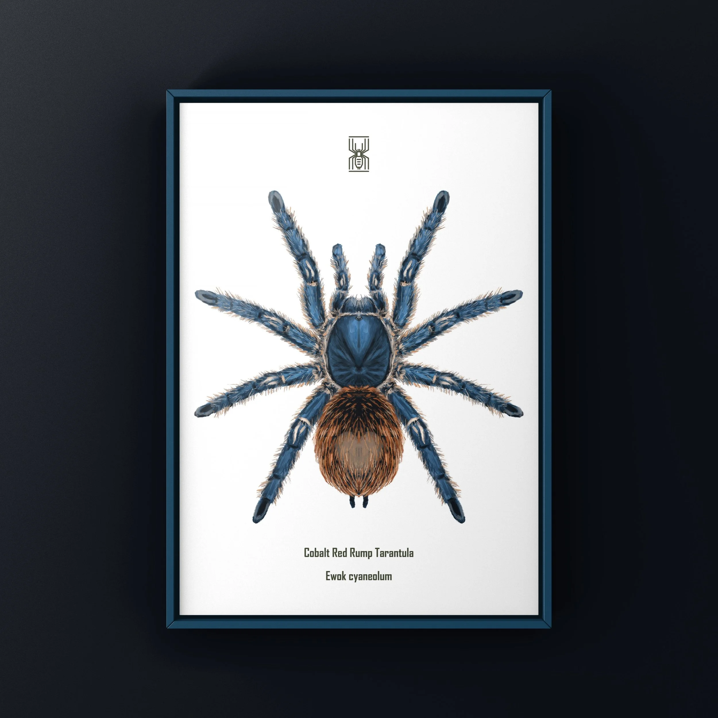 The_Silk_Ranch_cobalt_red_tarantula_ewok_cyaneolum (1).JPG