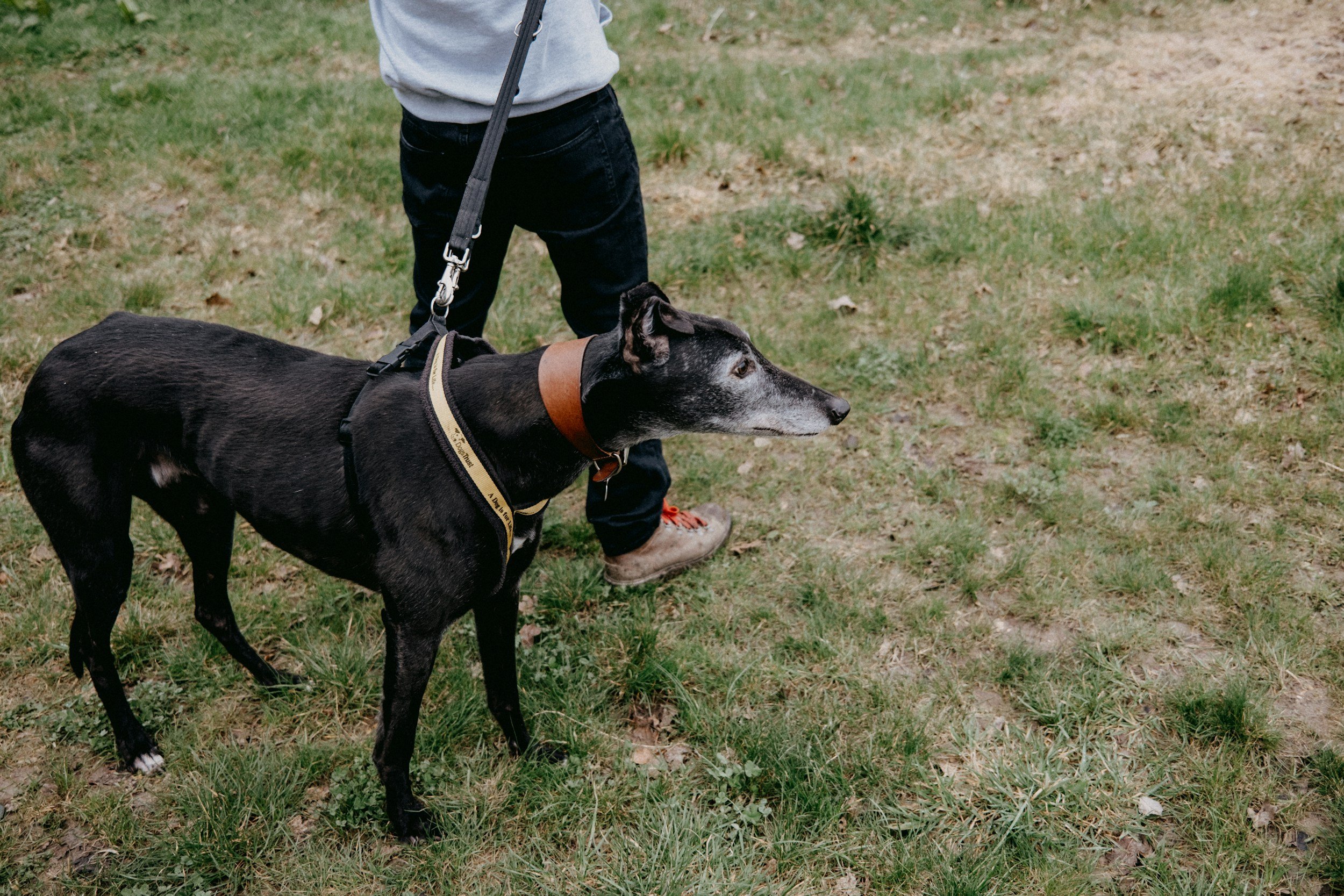 Person walking a black and white dog on a grassy area.