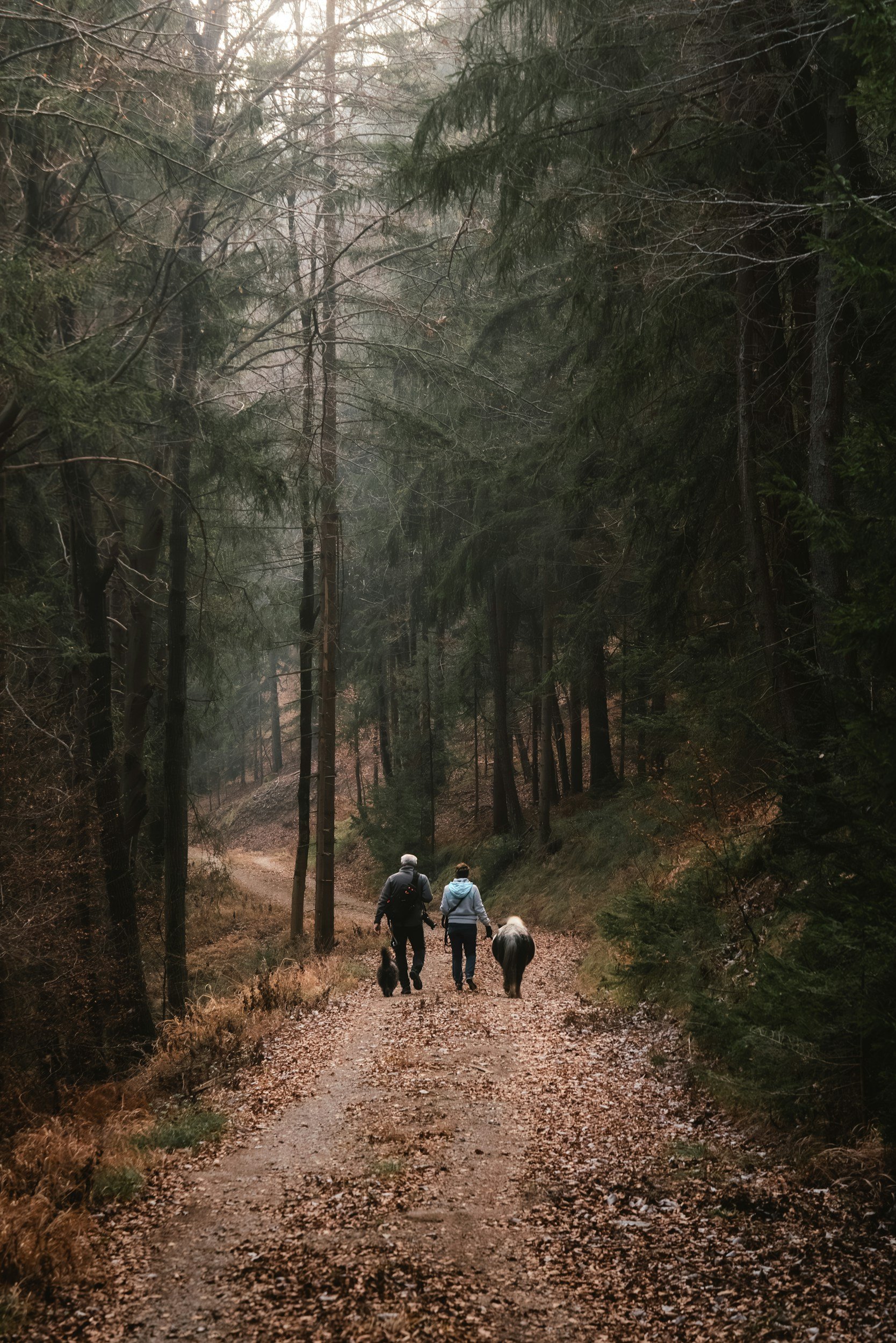 Two people walking on a forest trail with two dogs, surrounded by tall evergreen trees, during daytime in fall or early winter.