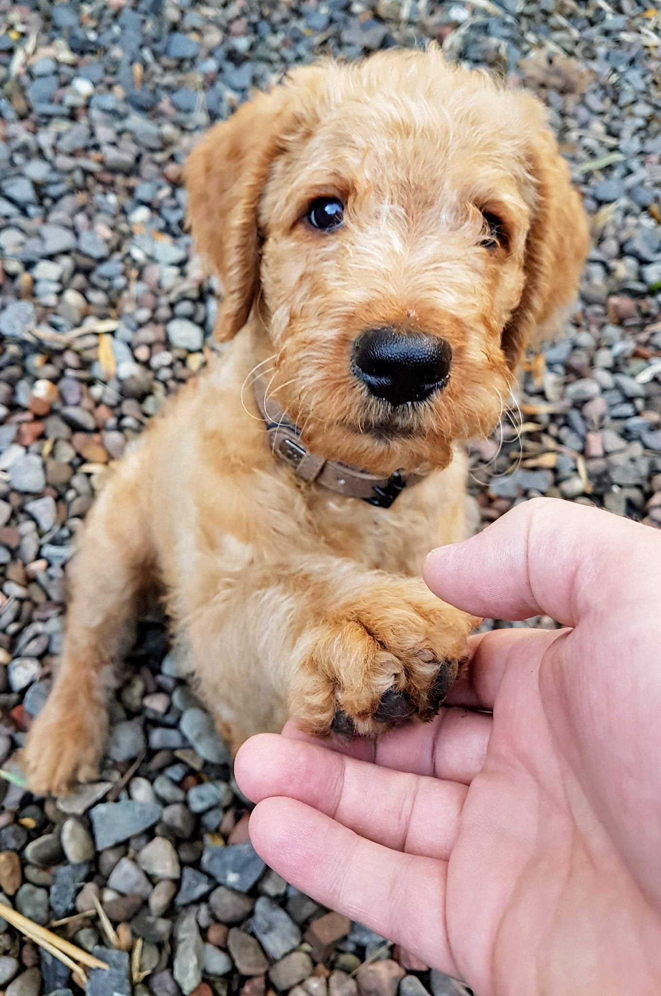 A cute, tan puppy with curly fur and a black nose, sitting on small rocks, holding a person's finger with its paw.