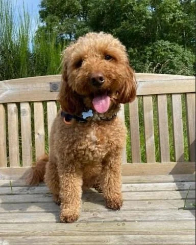 A fluffy brown poodle sitting on a wooden bench outdoors, with green trees and tall grass in the background.