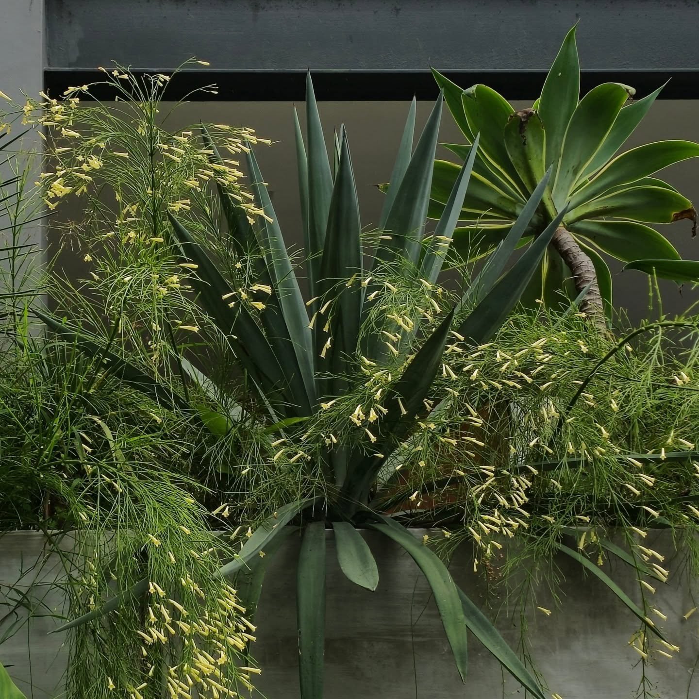 Rain or Shine 
It's Agave Tequila Time

Low Watering Plant Mix
#agavetequilana #russelia #yucca