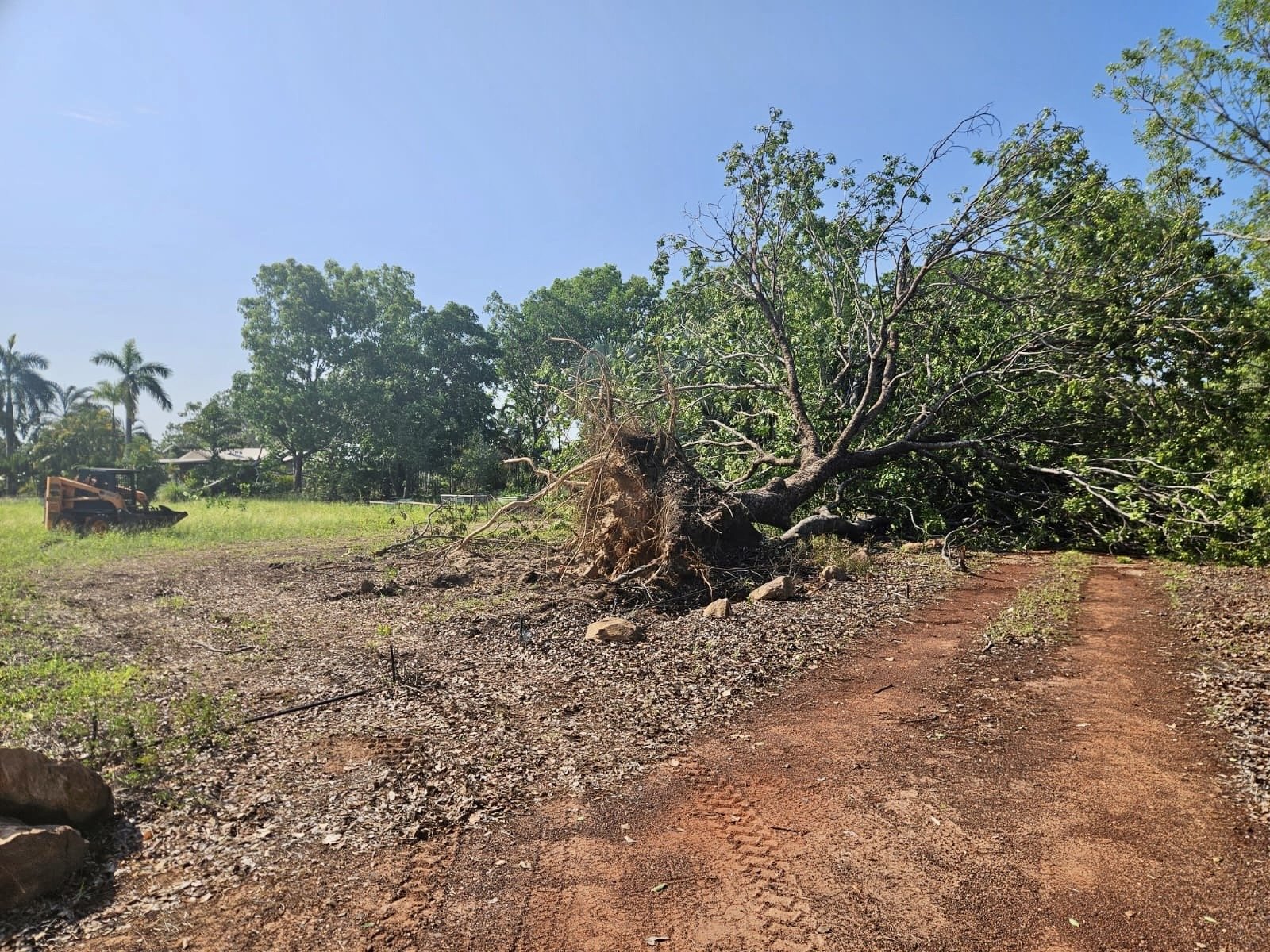 Twenty-tonne mahogany tree