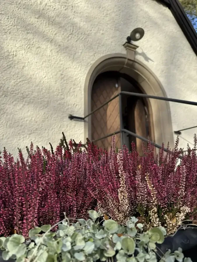 Rosa ljung framför entrén till Requiem Begravning