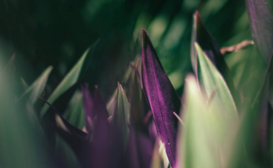 Supporting School / College / University Staff with Systemic Psychotherapy