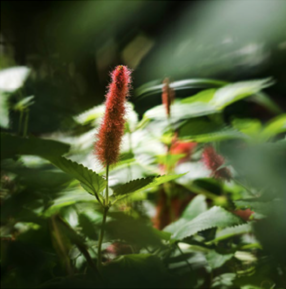 Supporting Families Navigating ADHD: A Systemic Approach