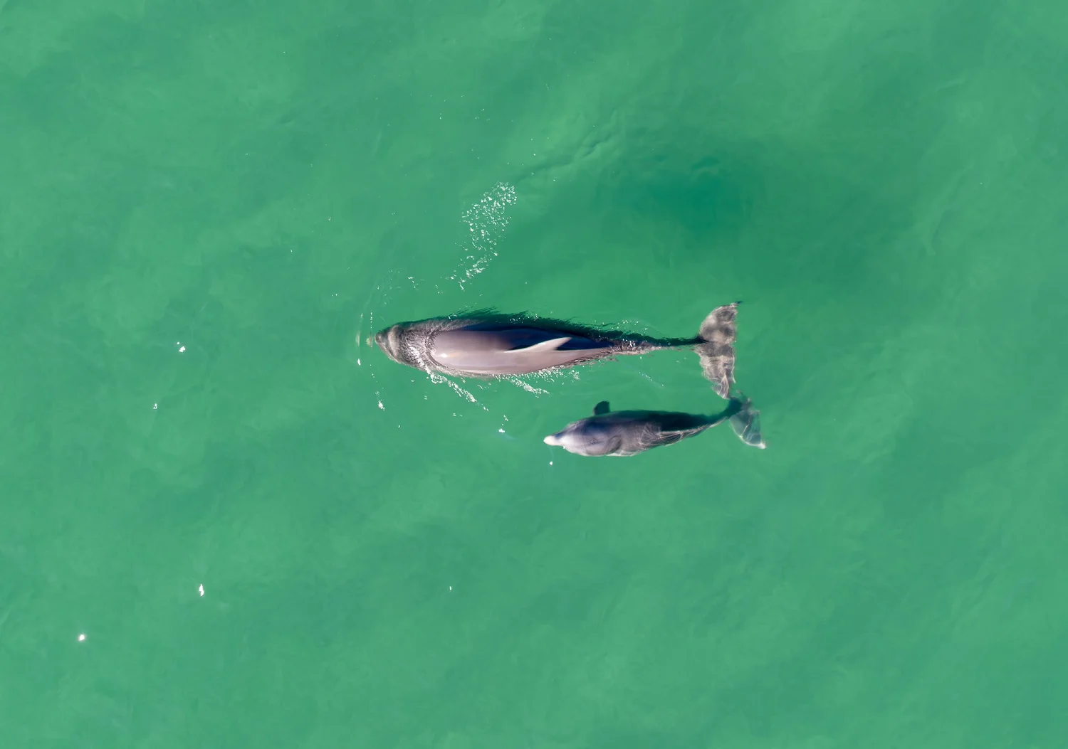 Two dolphins seen from directly above in green water