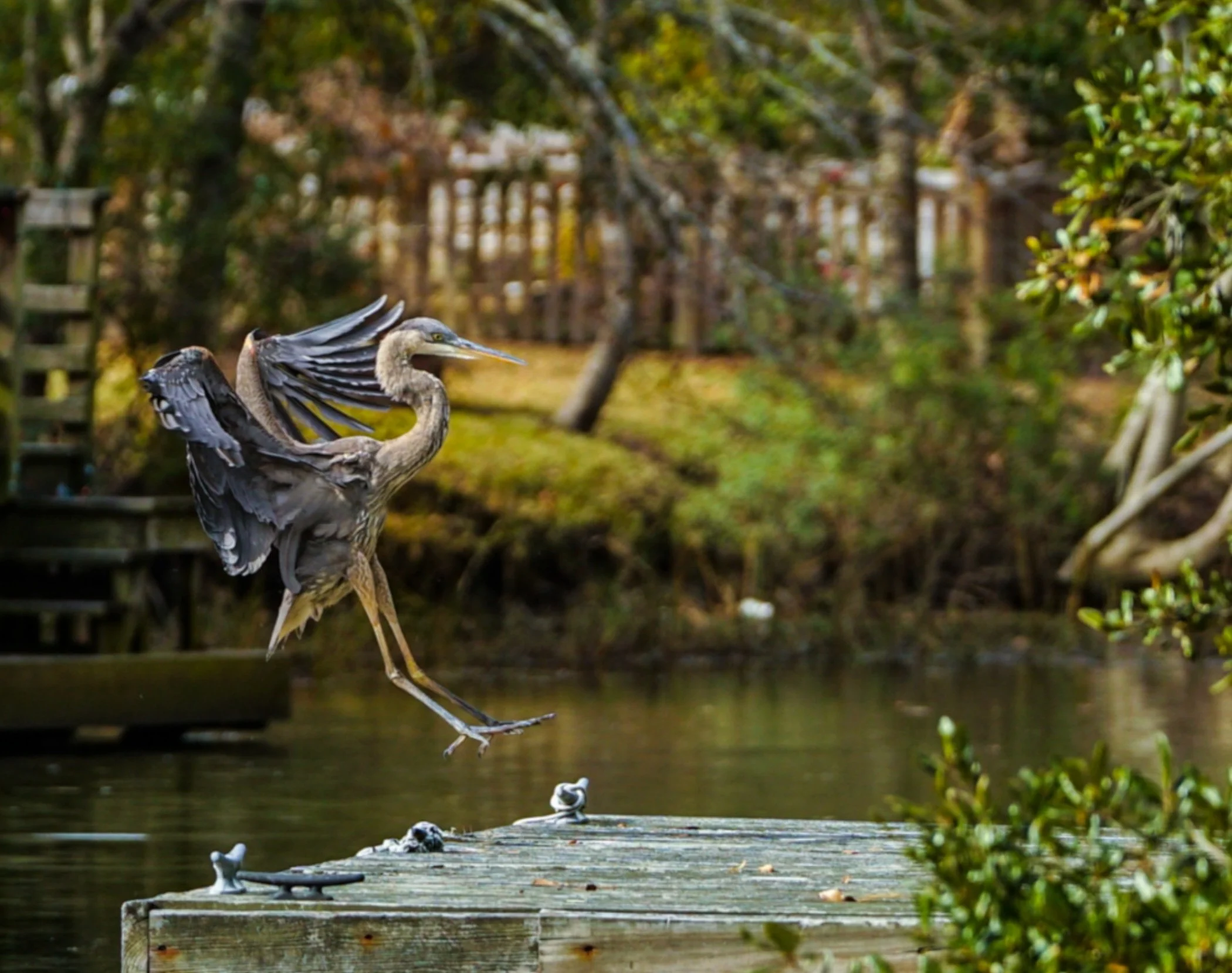Heron taking flight - Hendy Street.jpg
