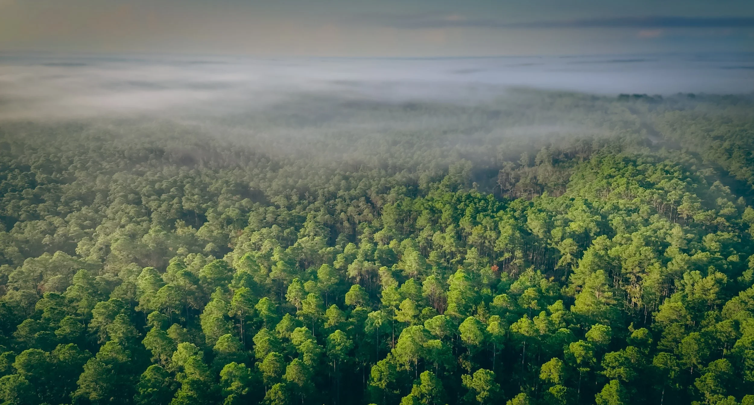 Green Swamp Preserve aerial - Hendy Street.jpg