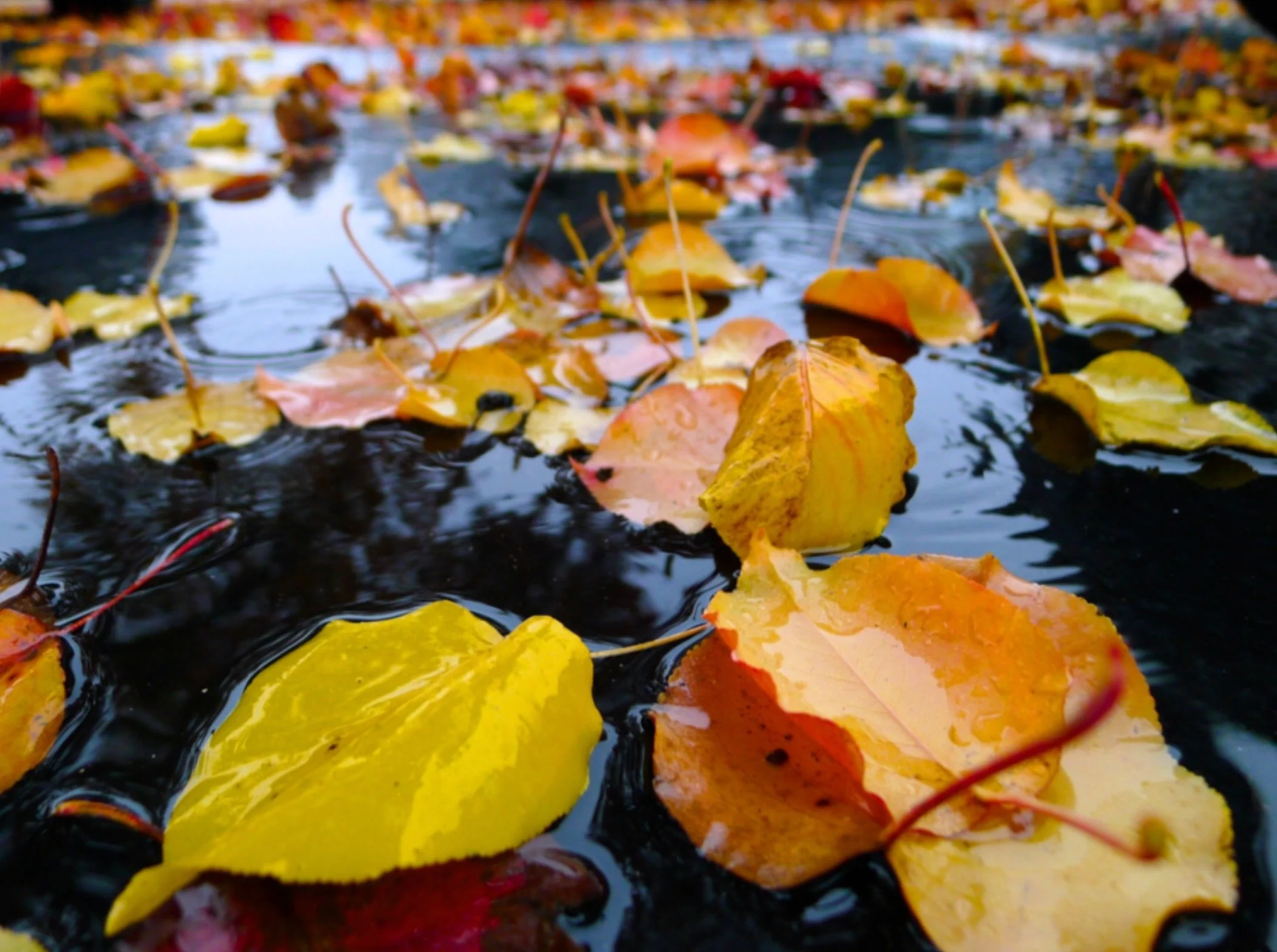 Fall leaves on water - Hendy Street.jpg