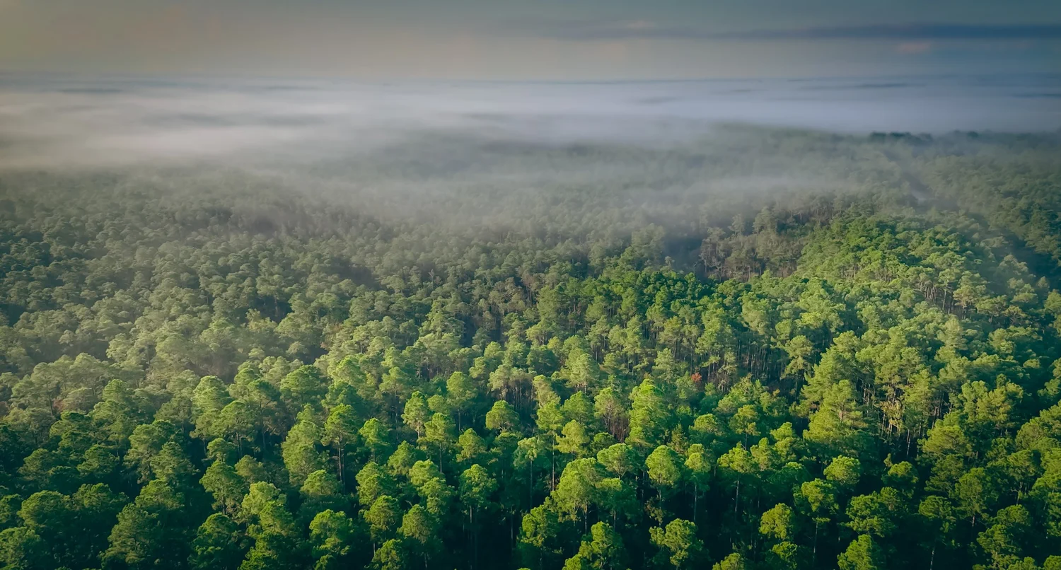 Aerial view of fog over the Green Swamp forest