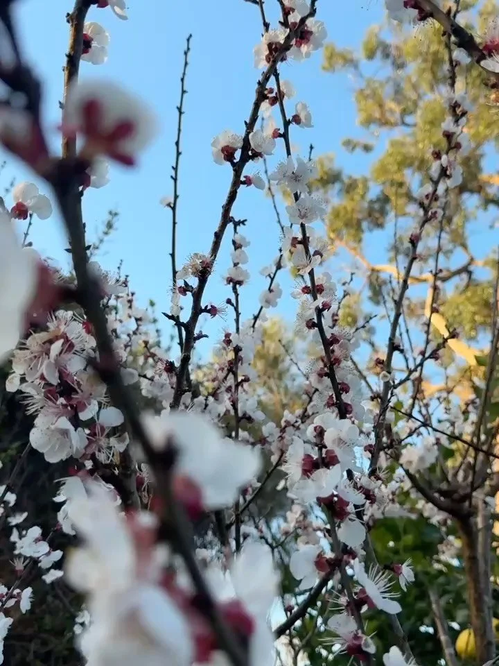 Stunning scenes of stone fruit blossoming on our orchard visits, catching up with growers pre summer season 🤙🏽🍃