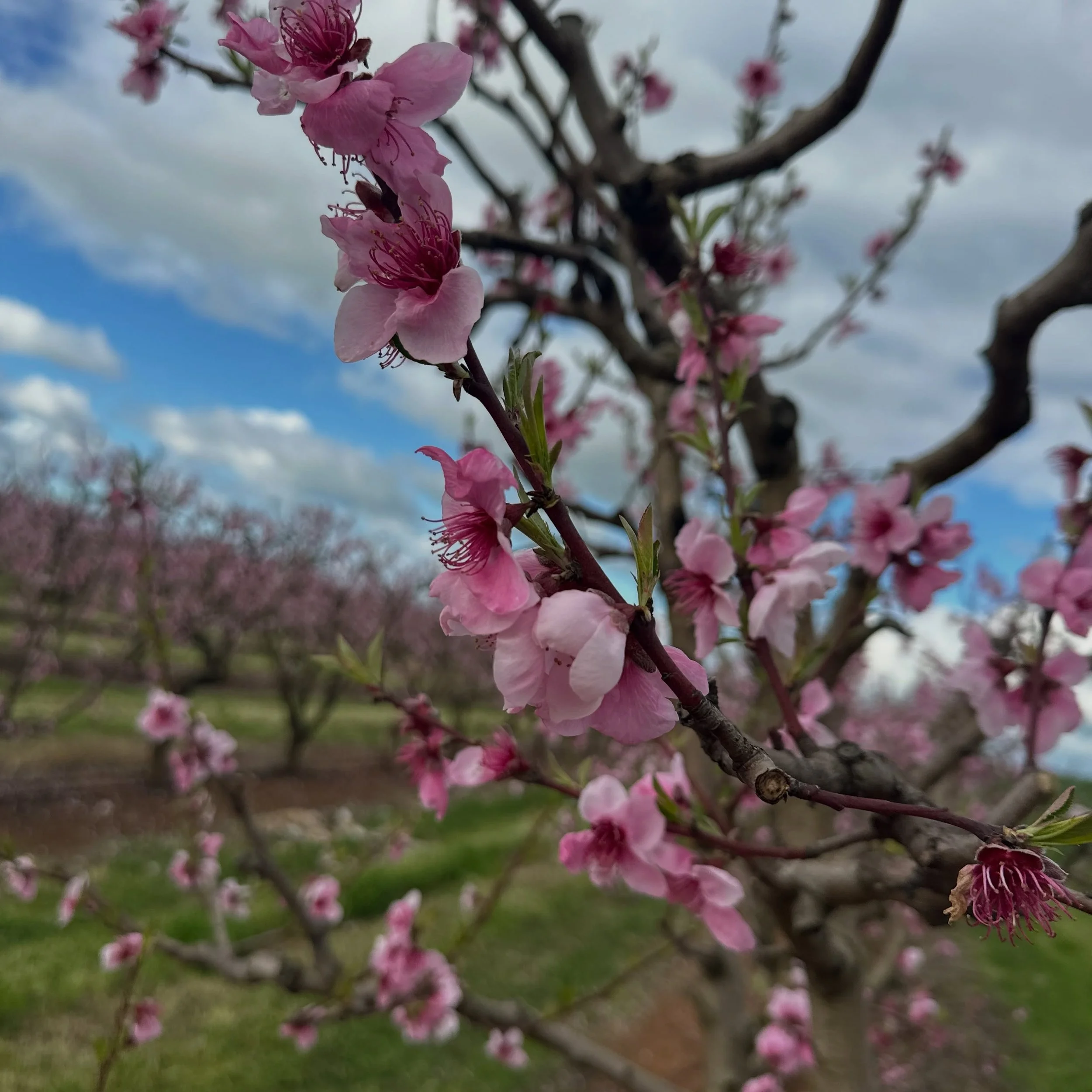 🍑 WE SPY SOMETHING PEACHY&hellip; 👀🌸

Spring has arrived and the white peach trees are putting on a show in Swan Hill! 🌸

And you know what blossom means&hellip; stone fruit season is getting closer! 

Which means summer is coming, Christmas is c