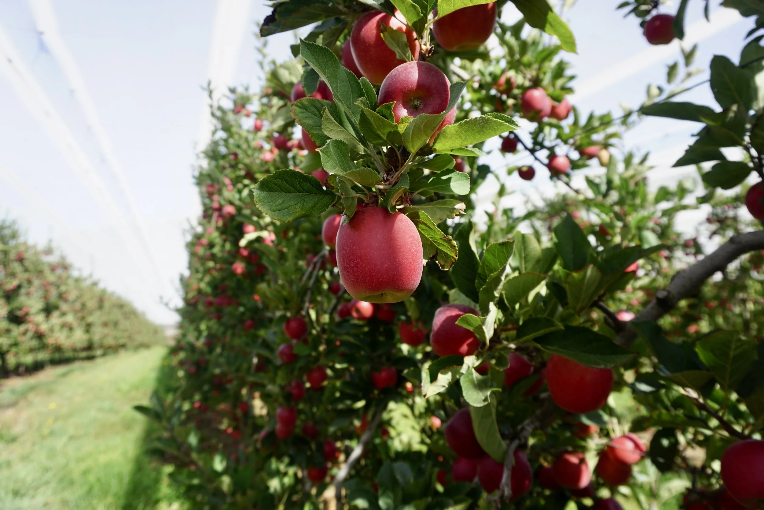 Fresh produce growing in orchard representing origin and brand storytelling