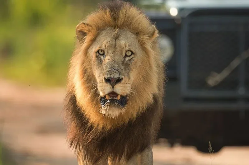 McWhorter Foundation Conservation Safari 2027