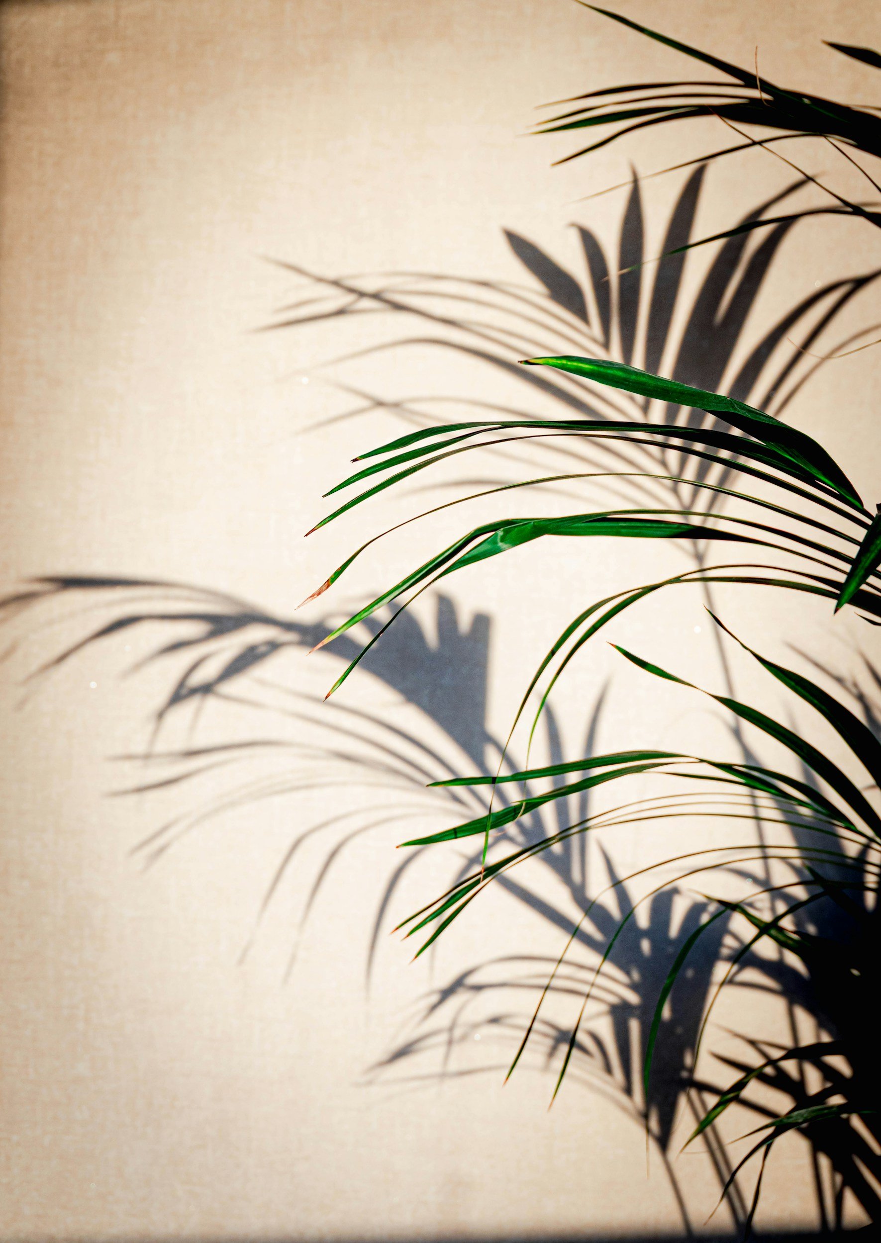Therapist For Avoidant Attachment in Houston, TX