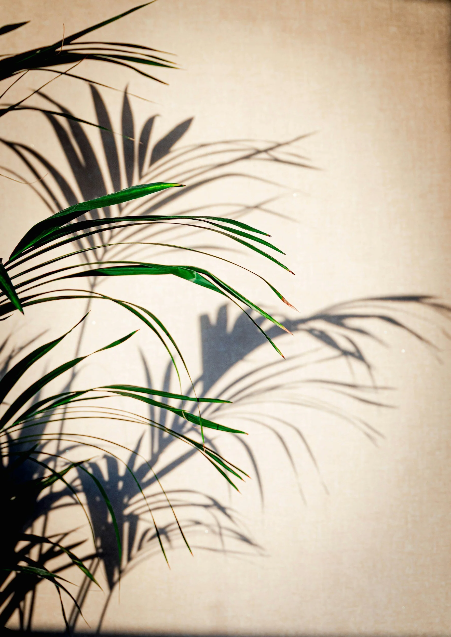 Therapist For Avoidant Attachment in Dallas, TX