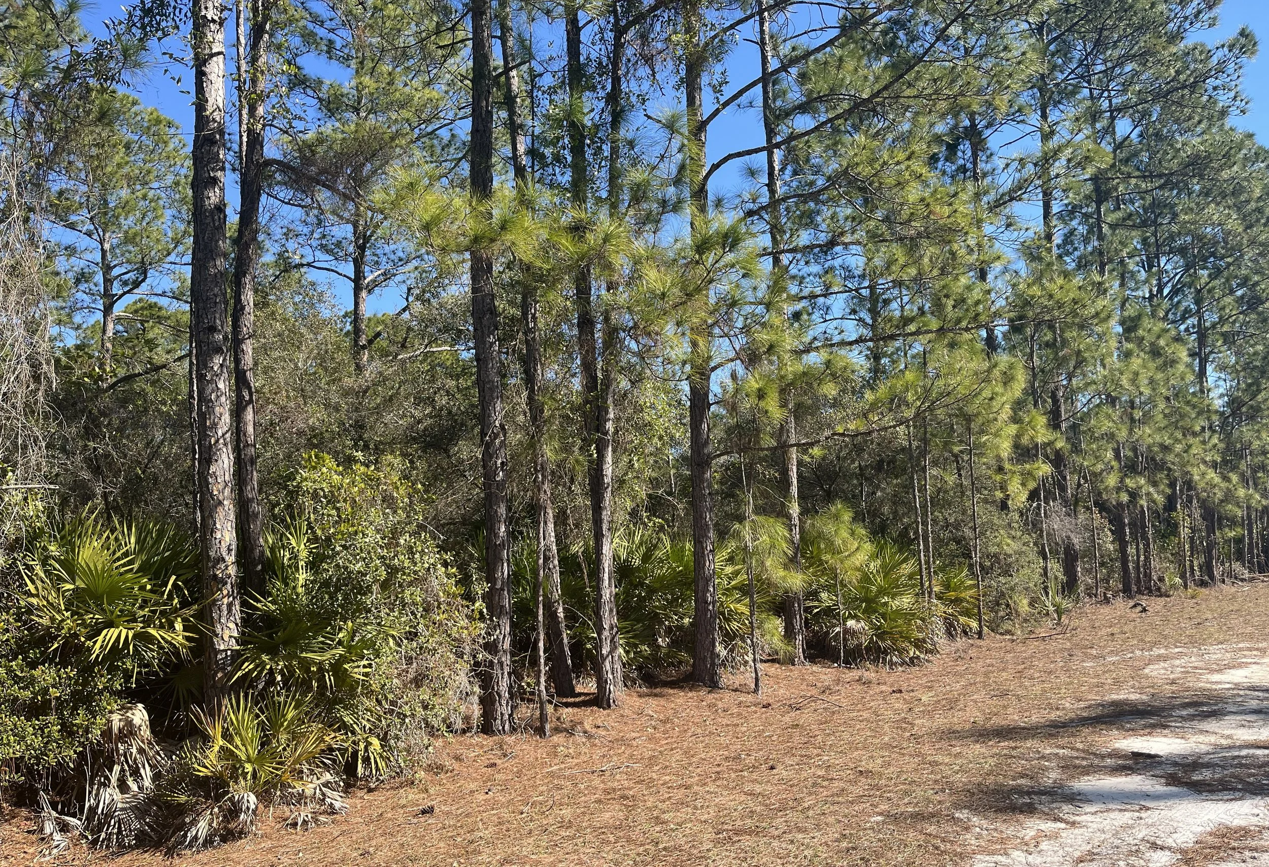 $24,000 l 519 Carteret Road, Georgetown, FL 32139