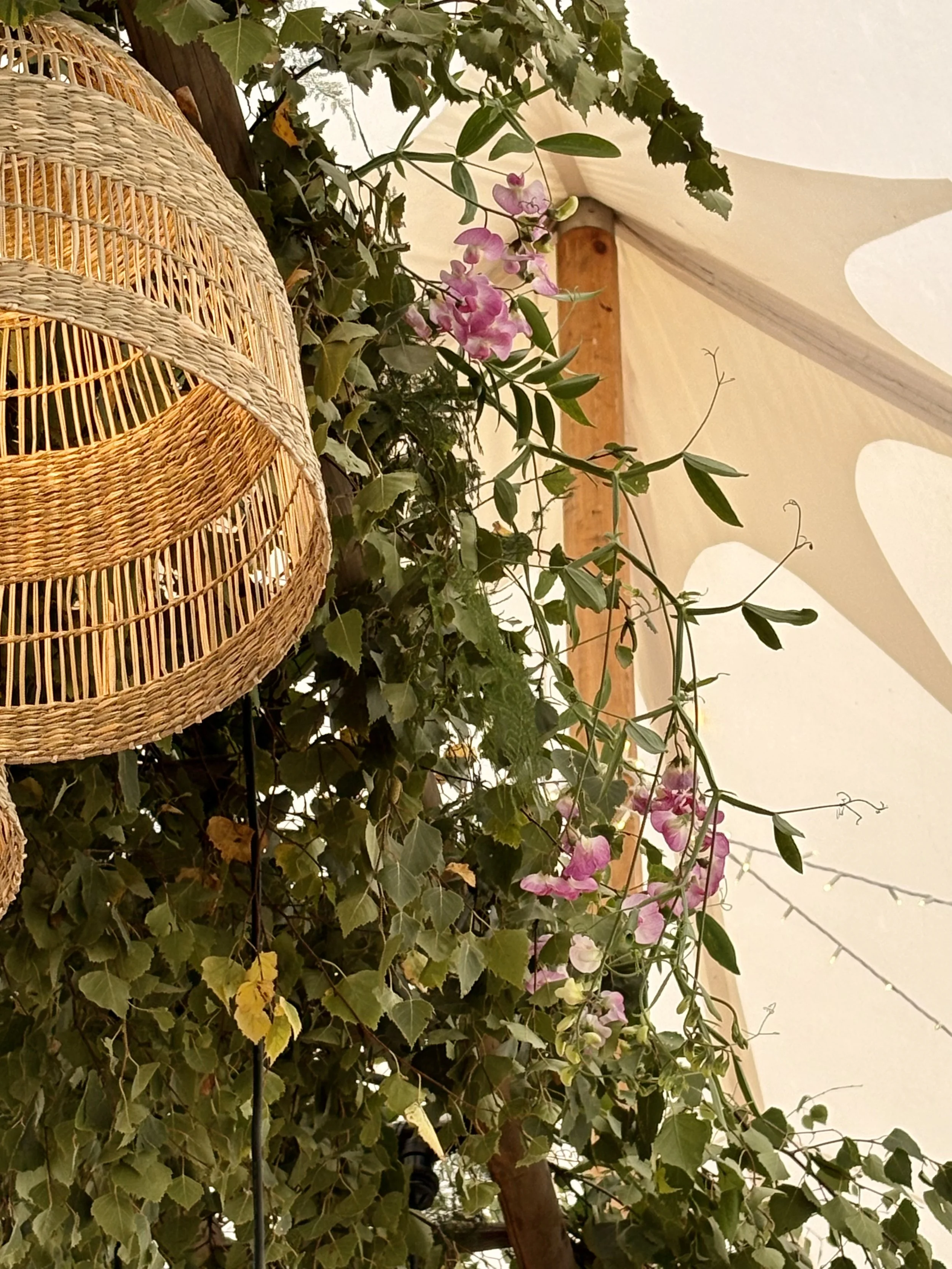 Close-up view of a hanging wicker lantern with a green leafy plant and pink flowers inside or nearby, set against a beige tent ceiling with wooden support beams.