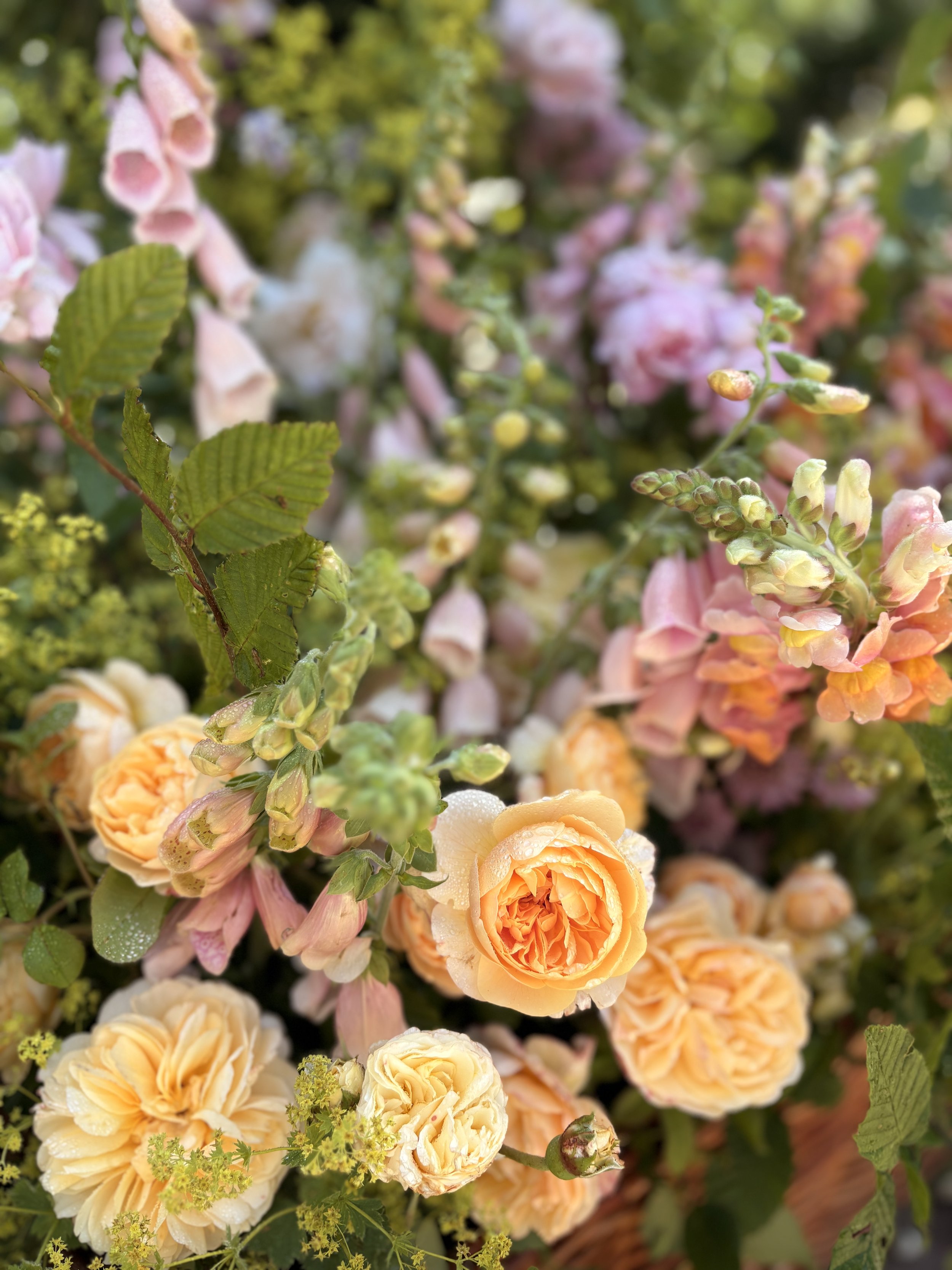 Close-up of peach-colored roses and pink snapdragon flowers with green leaves and droplets of water.