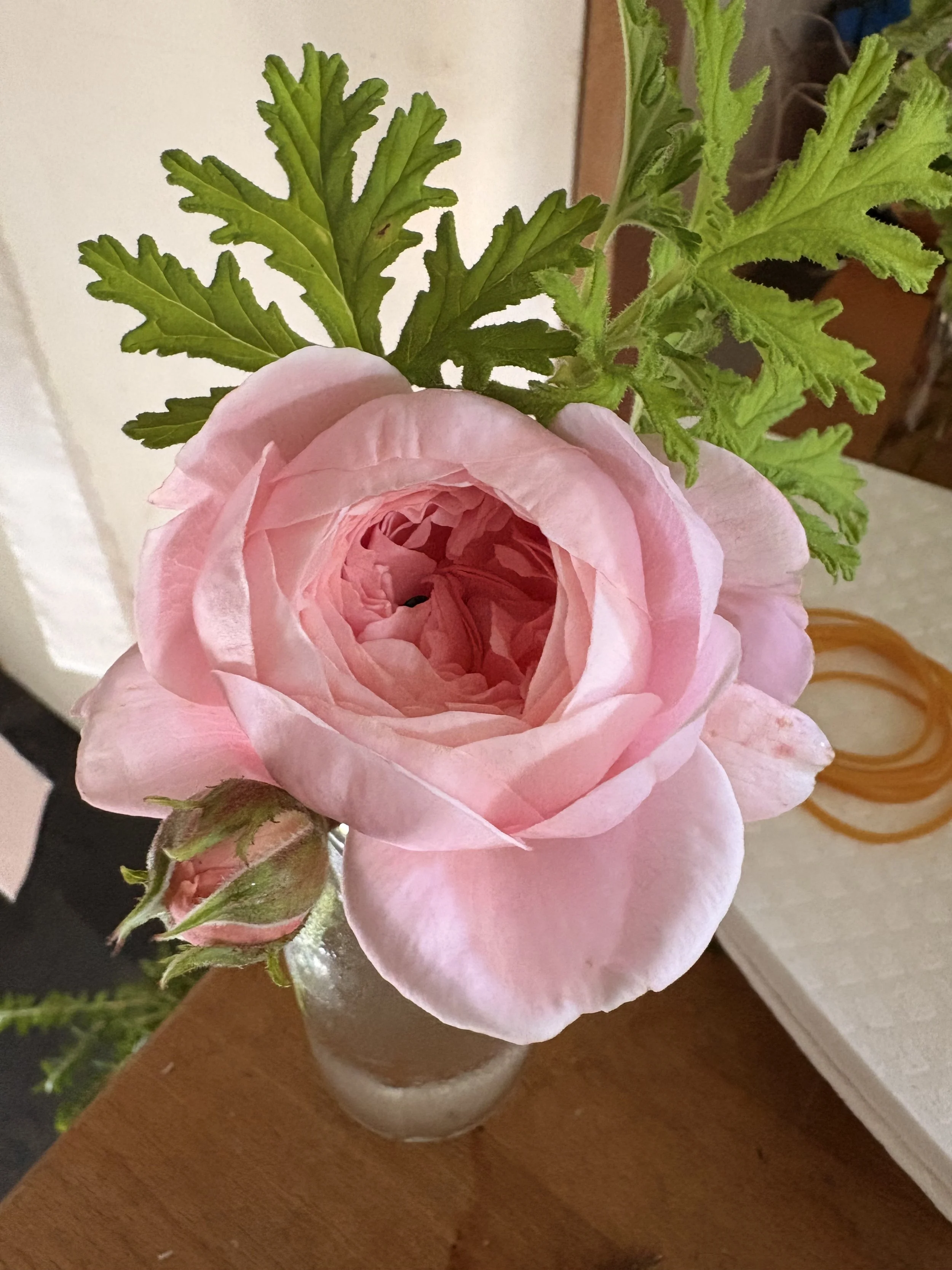 A buttonhole with pink rose in a glass vase with some green leaves and a pink rosebud beside it.