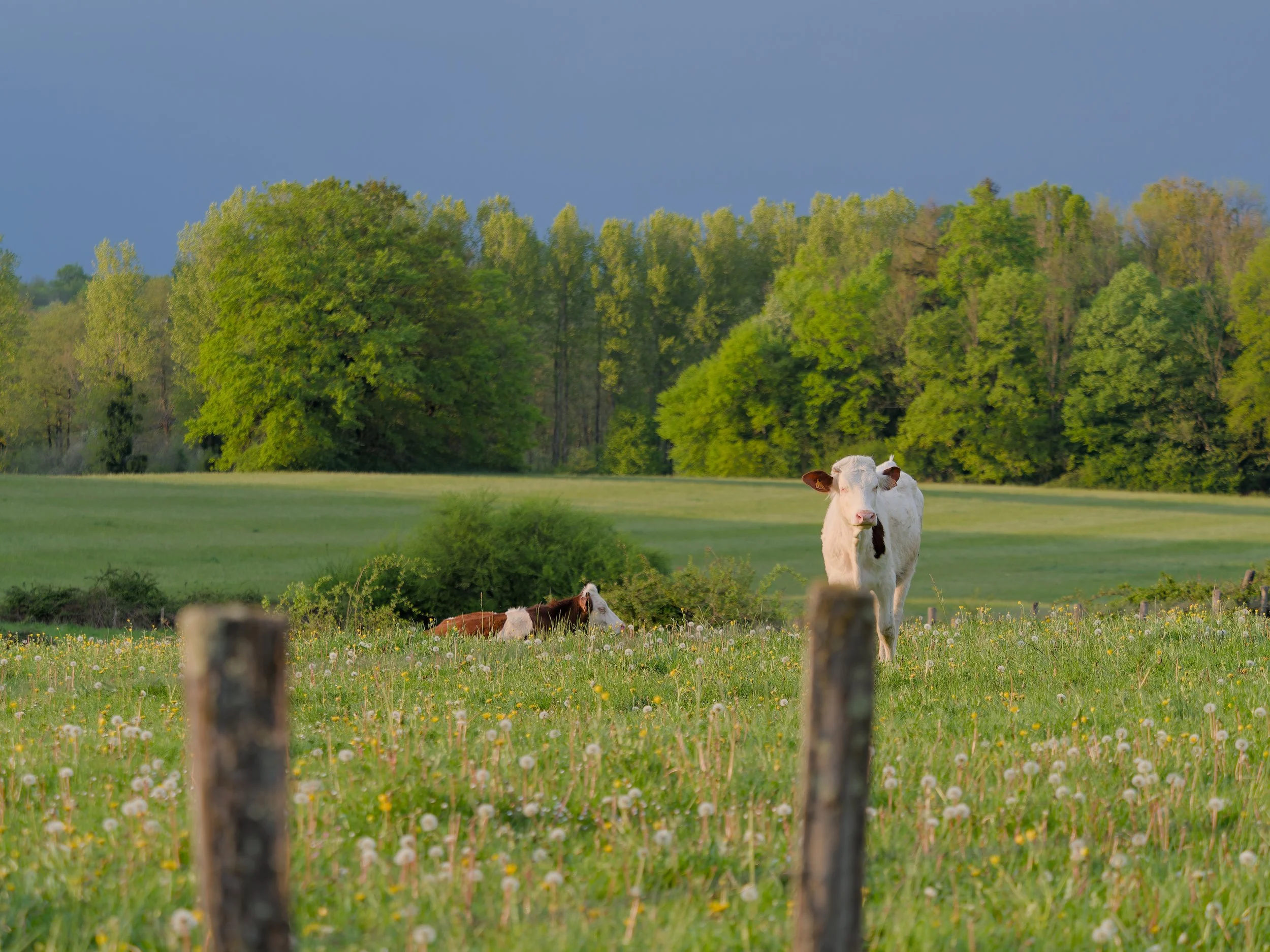 Vaches dans un champ verdoyant avec des arbres en arrière-plan sous un ciel nuageux.