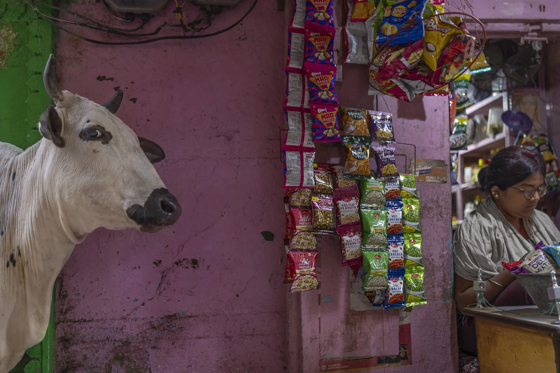 india 2025 cow stink eye-1.jpg