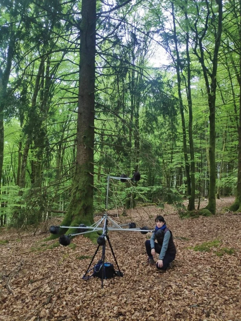 forest atmos automne.jpeg