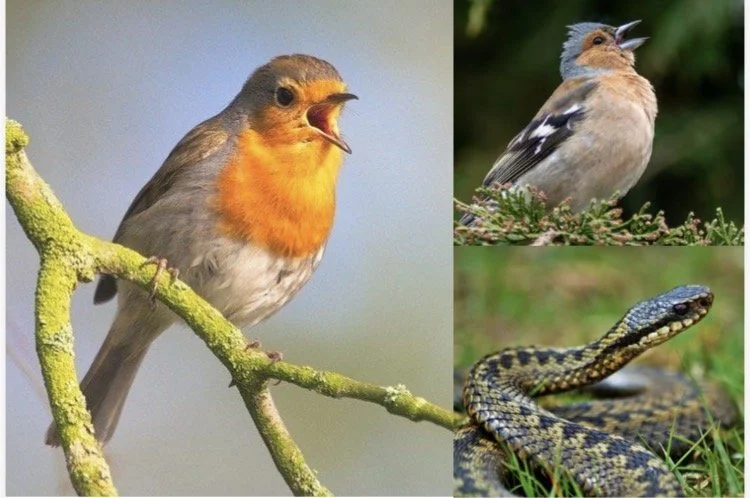 Join us in March for Birdlife, Board Games, Bingo and Bluebells 