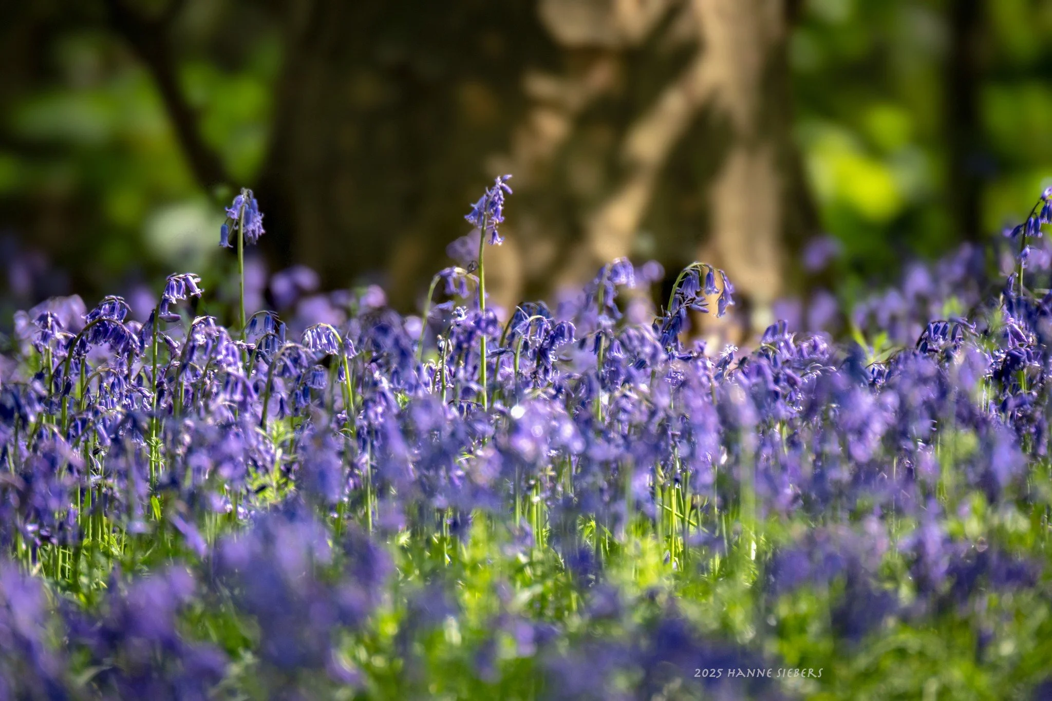 Blakeney Bluebell Walk date announced!