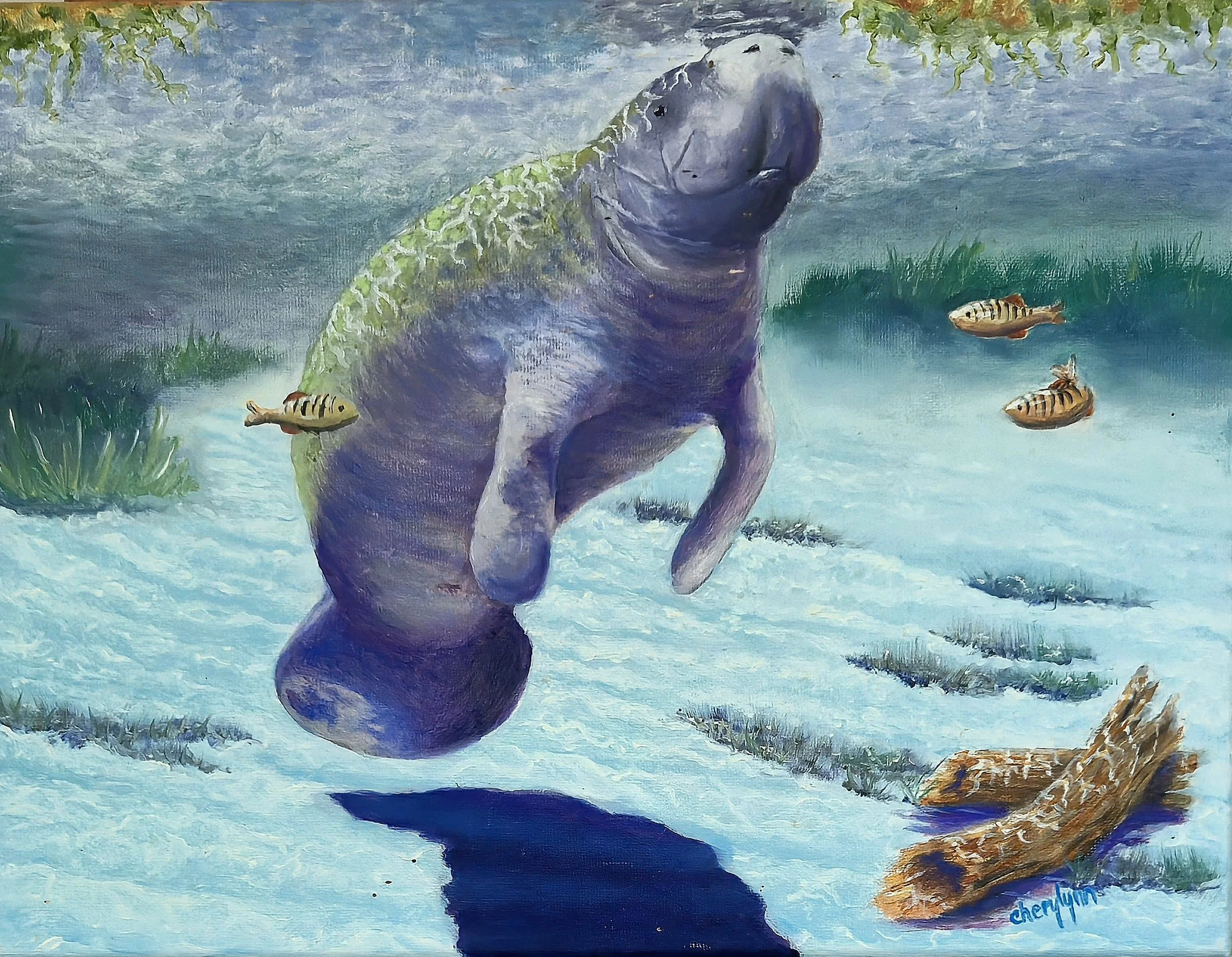 Manatee 12x16" acrylic on canvas. $500