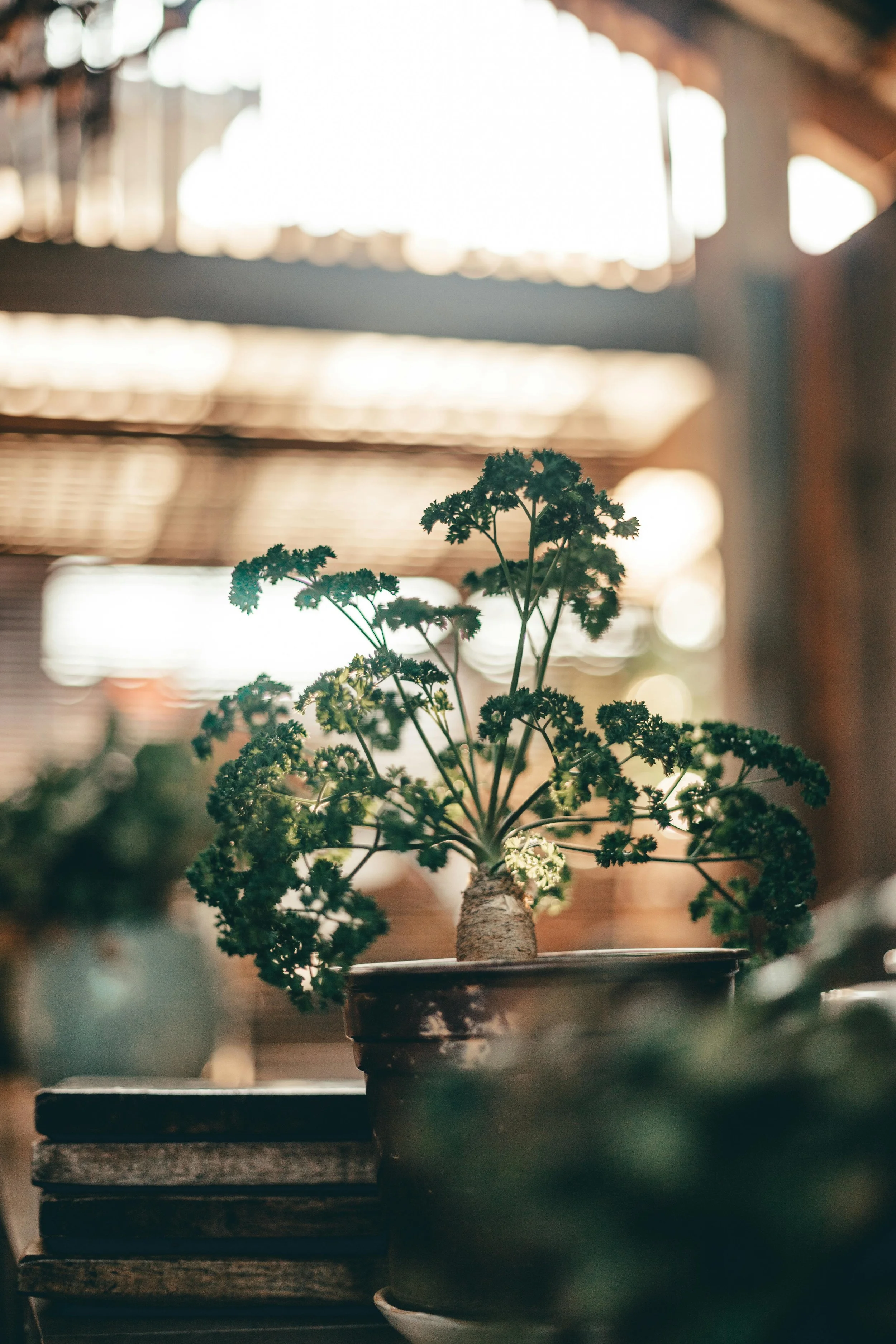 A potted plant with green, curly leaves on a wooden table inside a room with a rustic, wooden ceiling and natural sunlight streaming in.