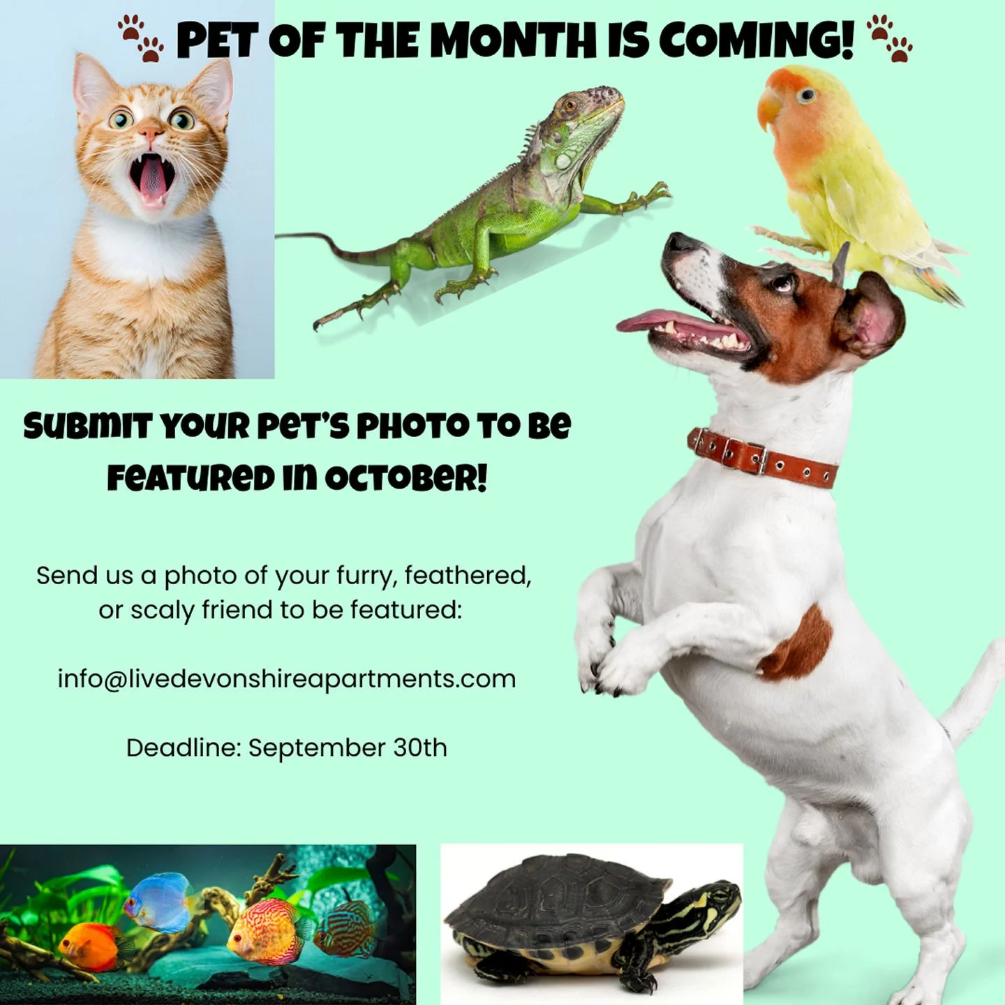 #DevonshirePets #PetOfTheMonth #LifeAtDevonshire #FurryFriendsOfDevonshire #PetFriendlyLiving