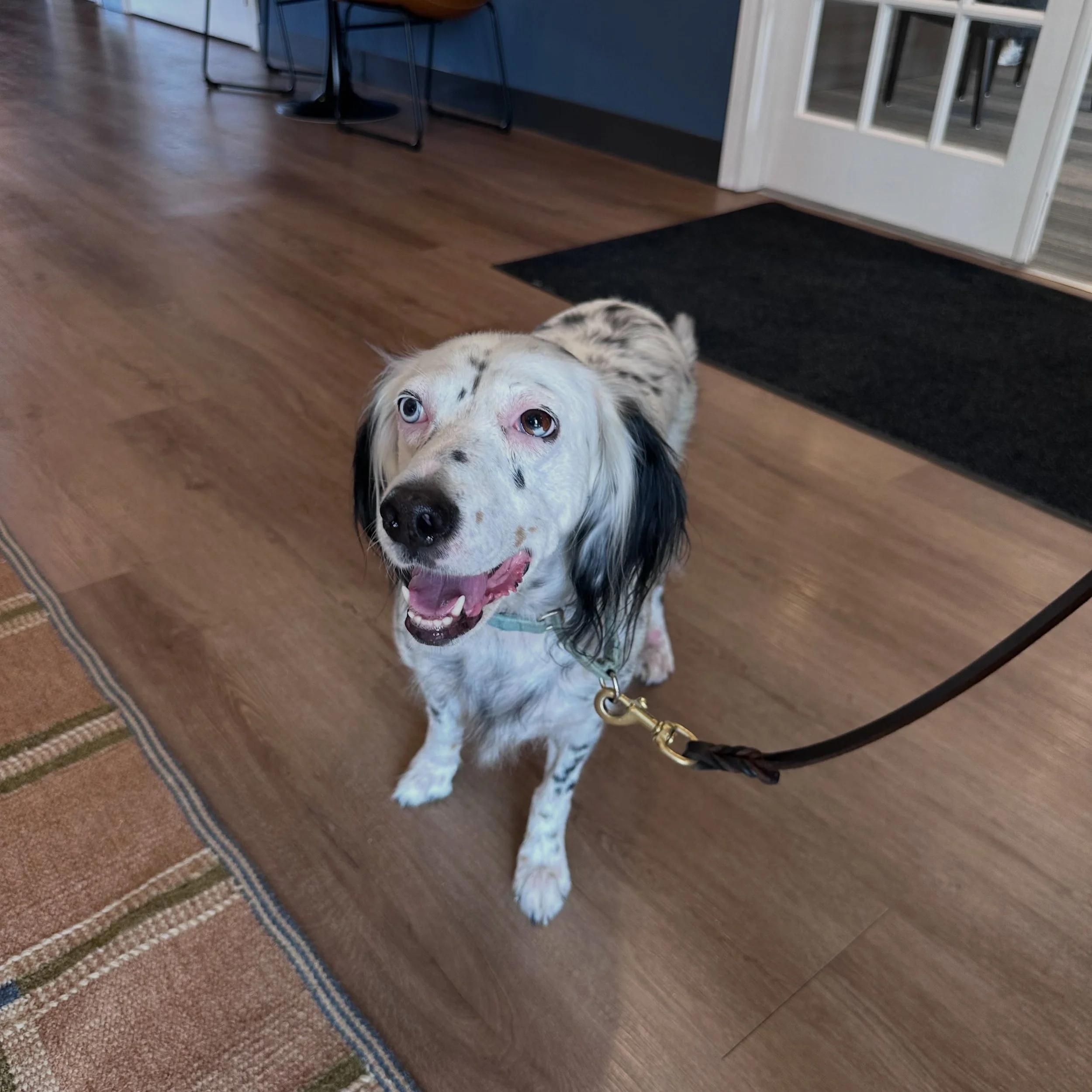 🐾 Welcome to Our Apartment Community! 🐾
Please join us in giving a warm welcome to our newest four-legged resident Birdie! 🐶❤️

We&rsquo;re so happy to have this sweet pup join our community and look forward to seeing plenty of happy tail wags, fr
