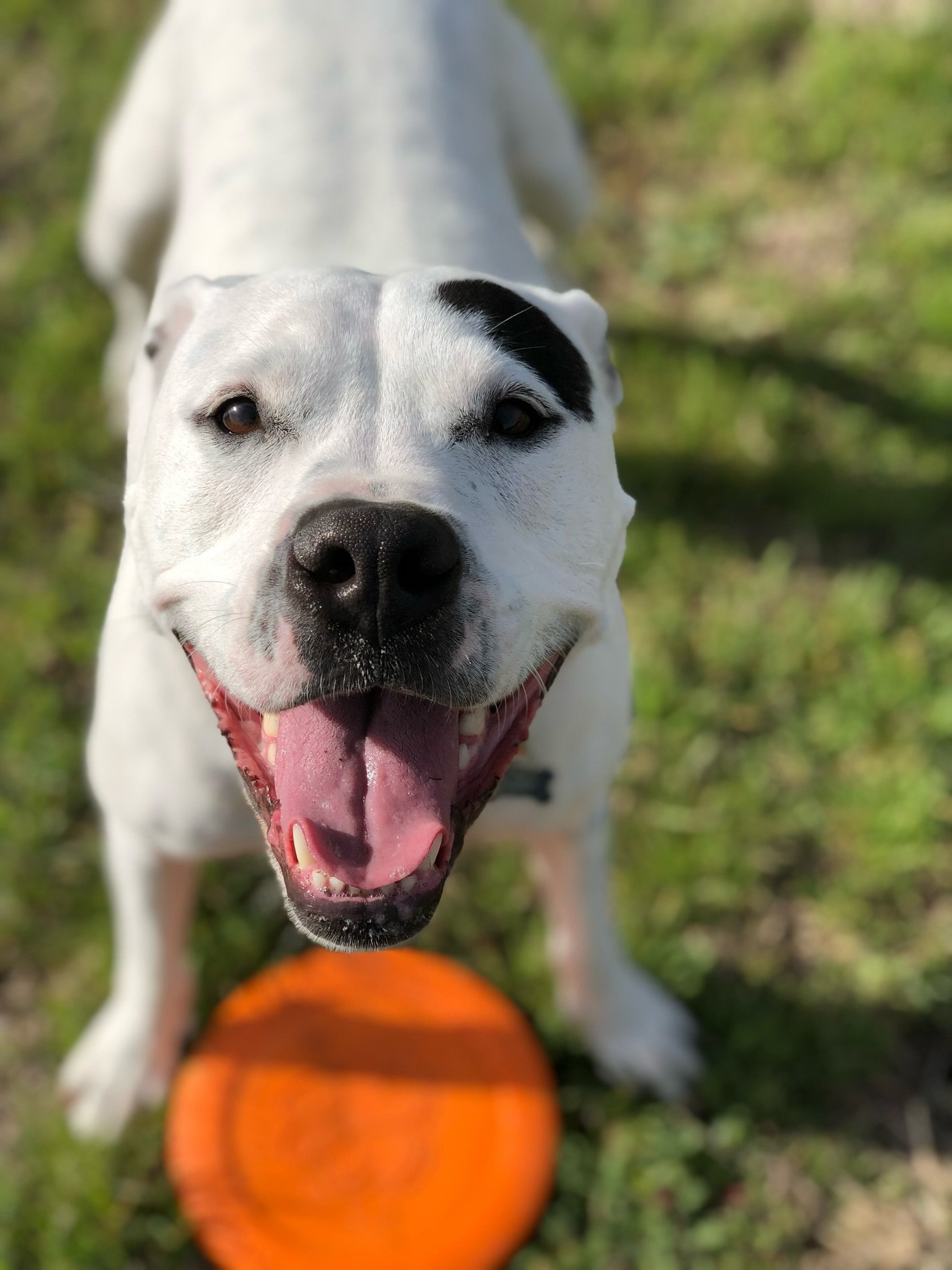 A lifetime of loyalty, memorialized in ink. 🐾 ➡️