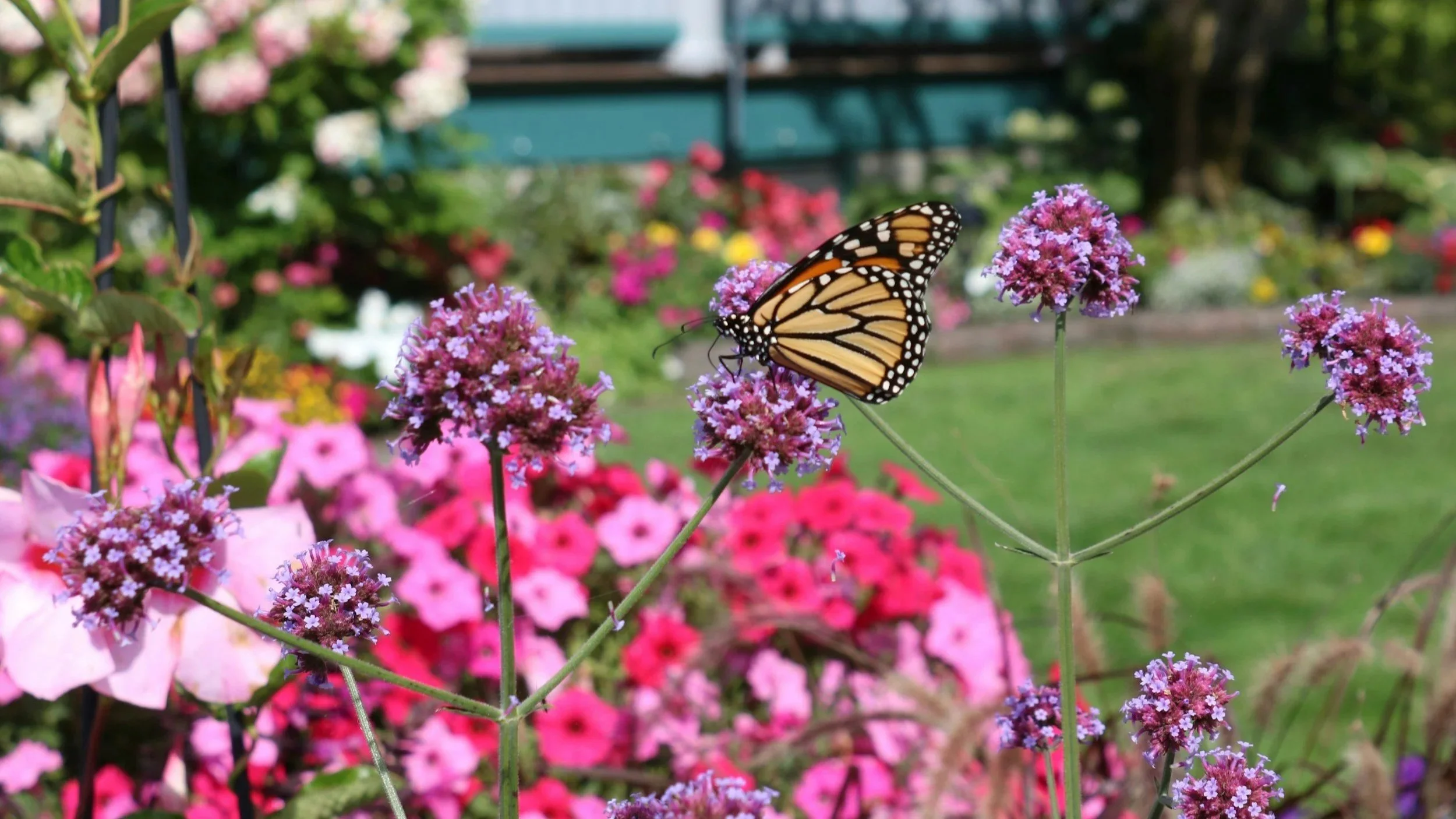 A monarch butterfly perched on purple flowers in a garden with pink and white flowers, and a green background.