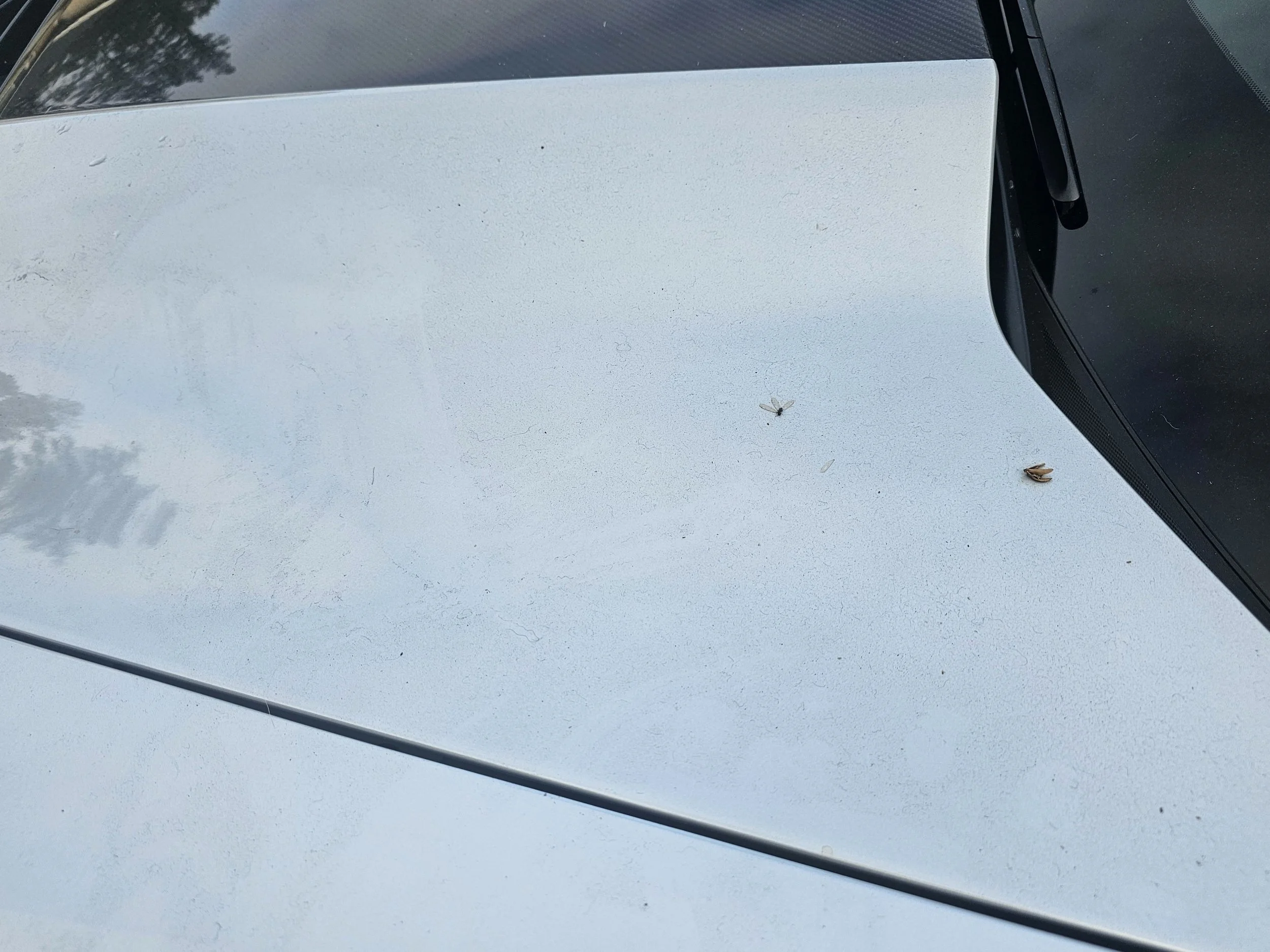 dirty-bug-guts1.jpg