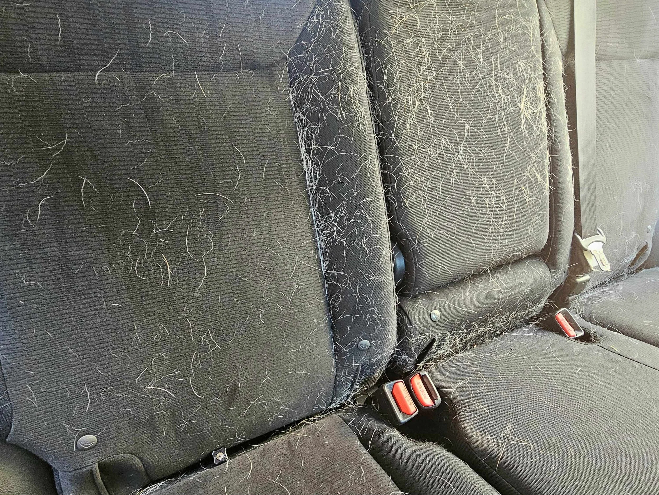Pet Hair Removal Honda CRV