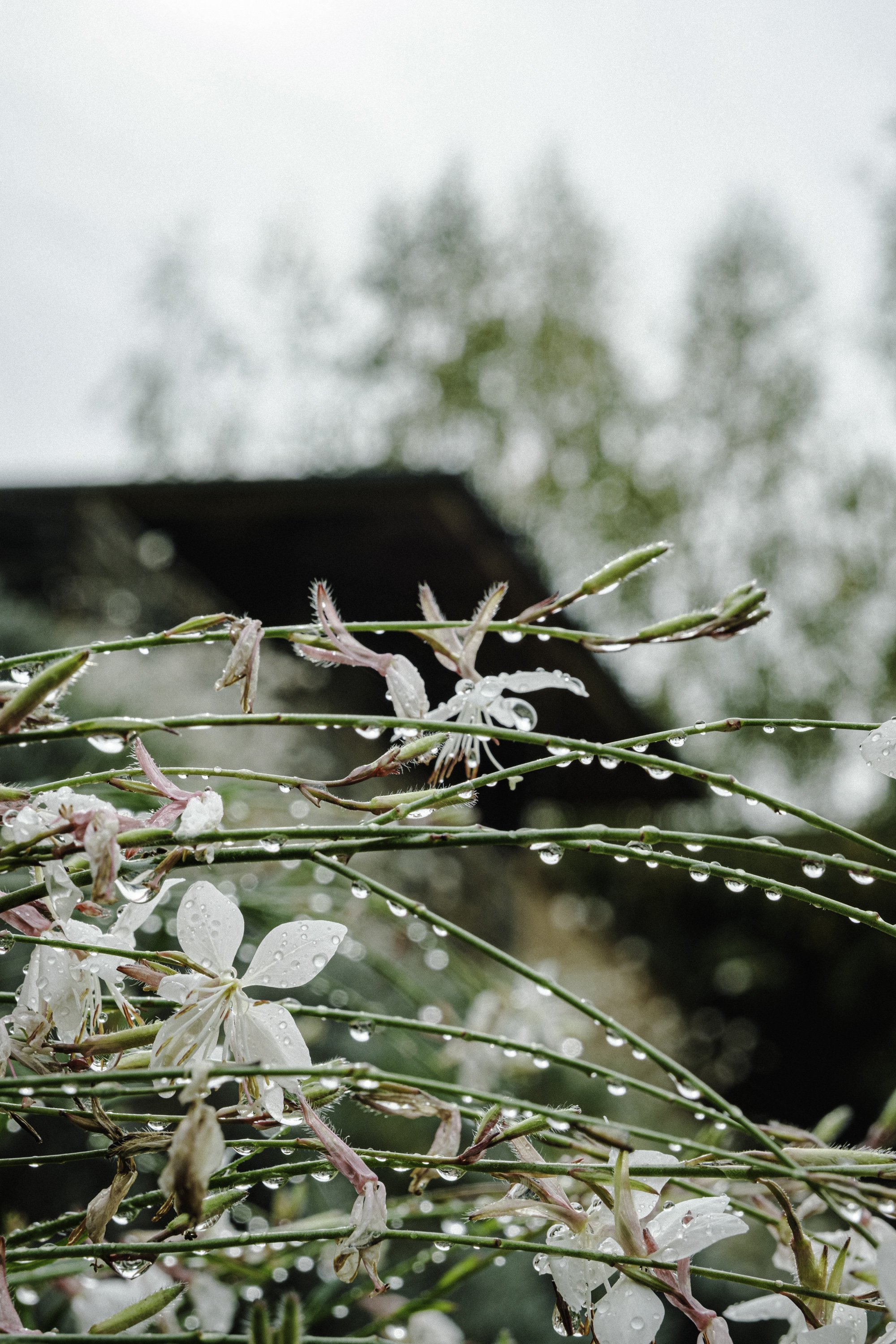 CARLA PABLO CASA CEREM EDIT-25.jpg