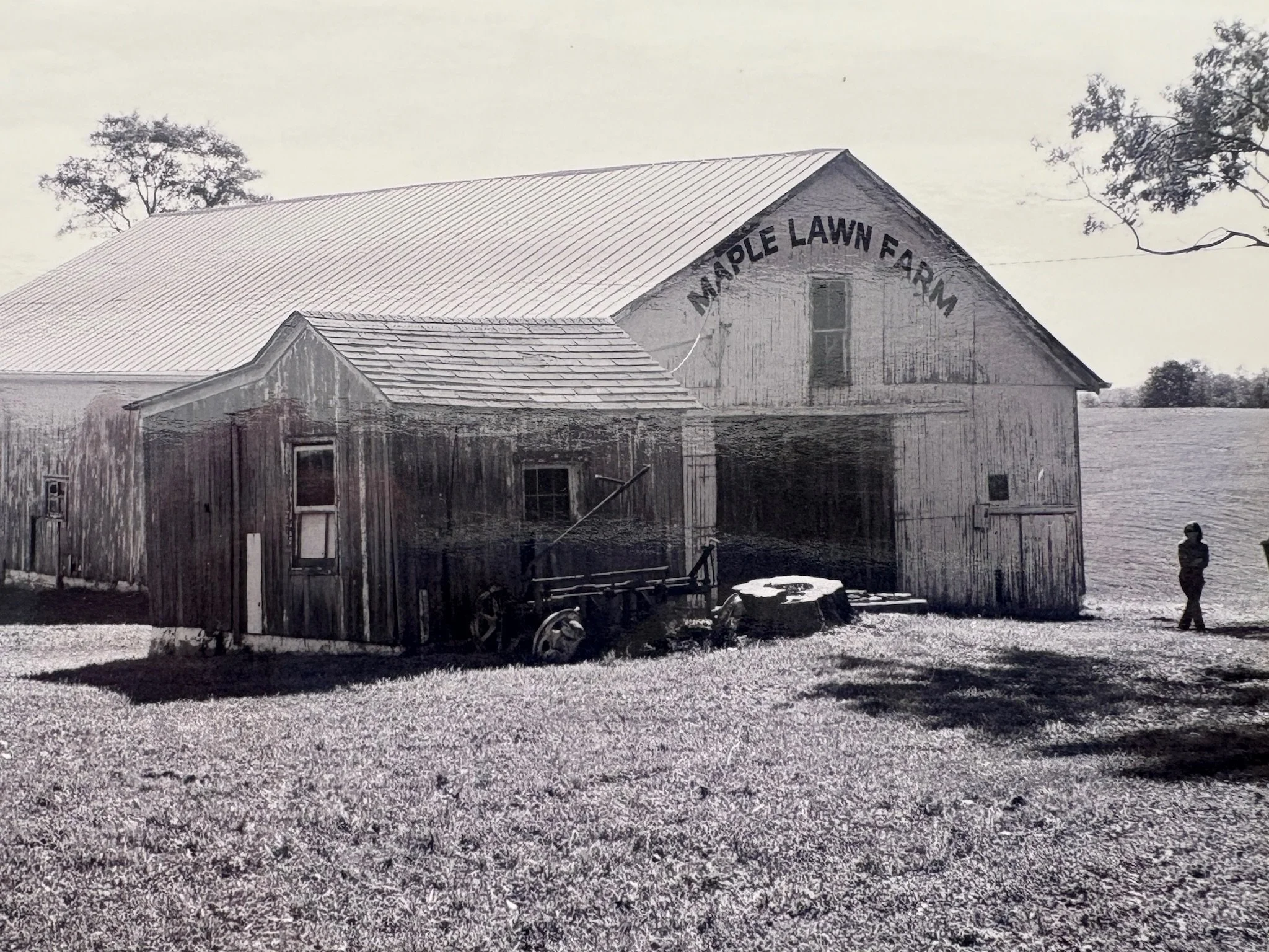Black and white photo of Maple Lawn Farm in Kentucky with a large barn and fields in the background, where Ann grew up.