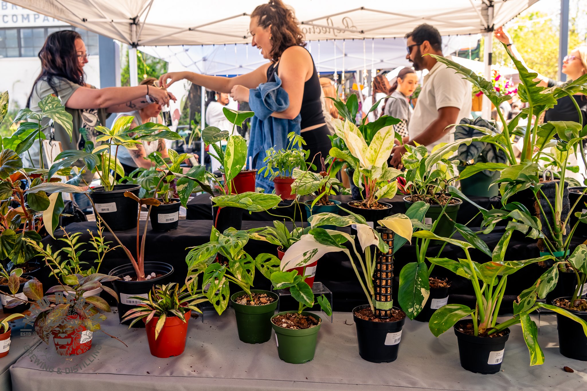 New Realm Veggie Plant Fest 03-28-2026-12.jpg